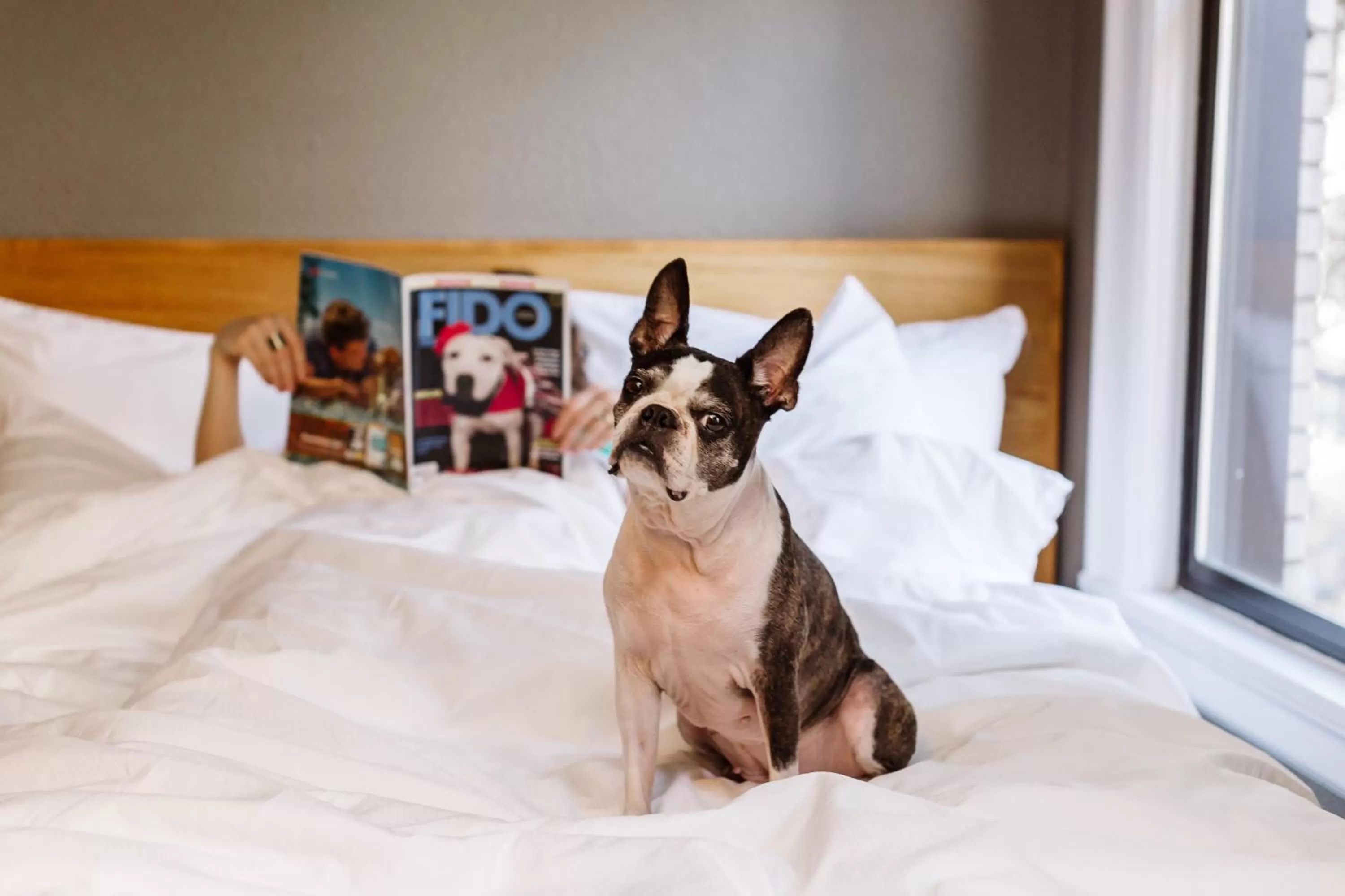 Pets, Bed in Hotel Max