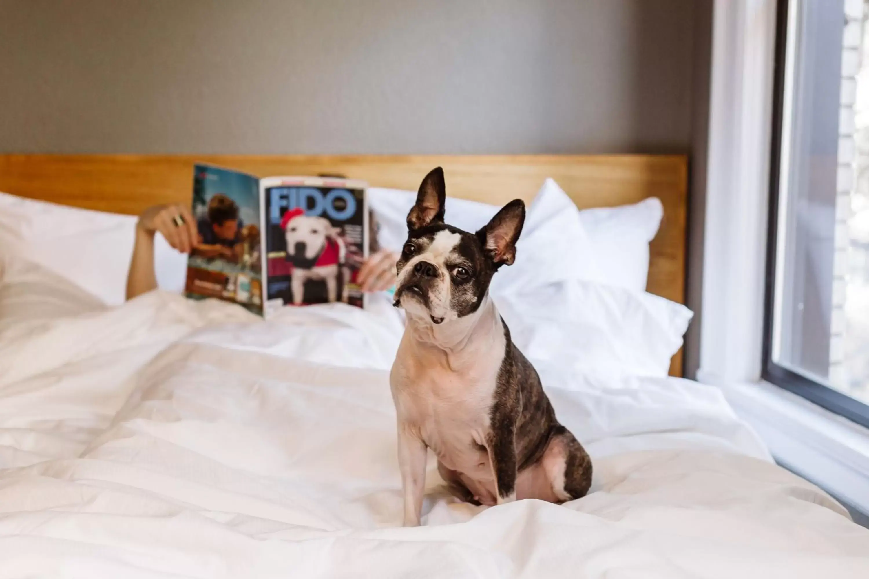 Pets in Hotel Max