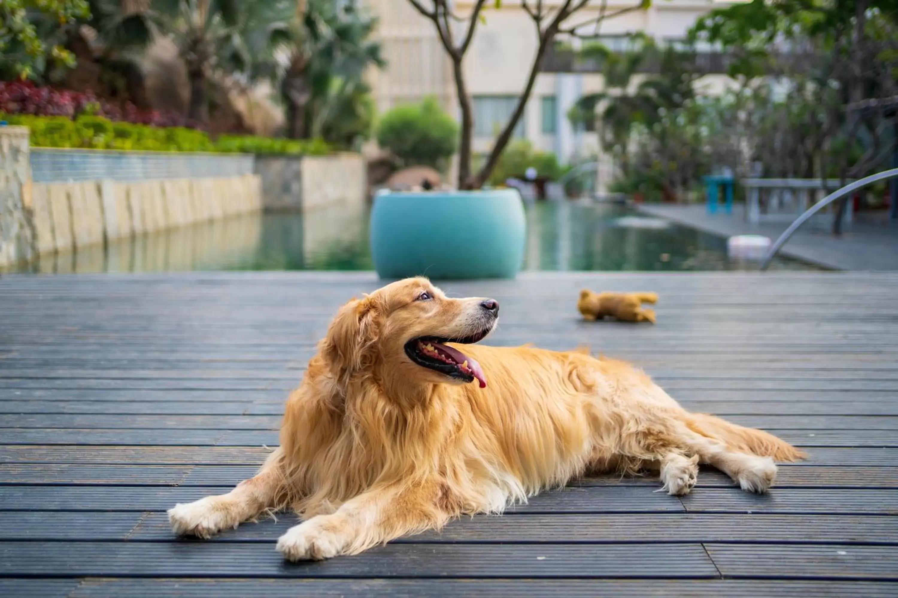 Pets in Hyatt Hyderabad Gachibowli