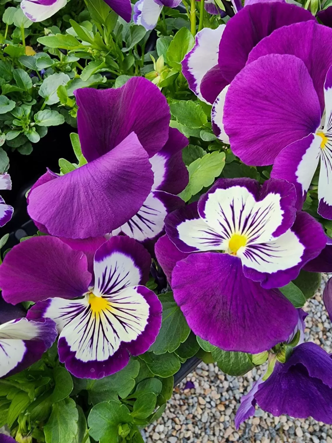 House of 1833 Bed and Breakfast