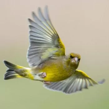 Brambles Bed and Breakfast