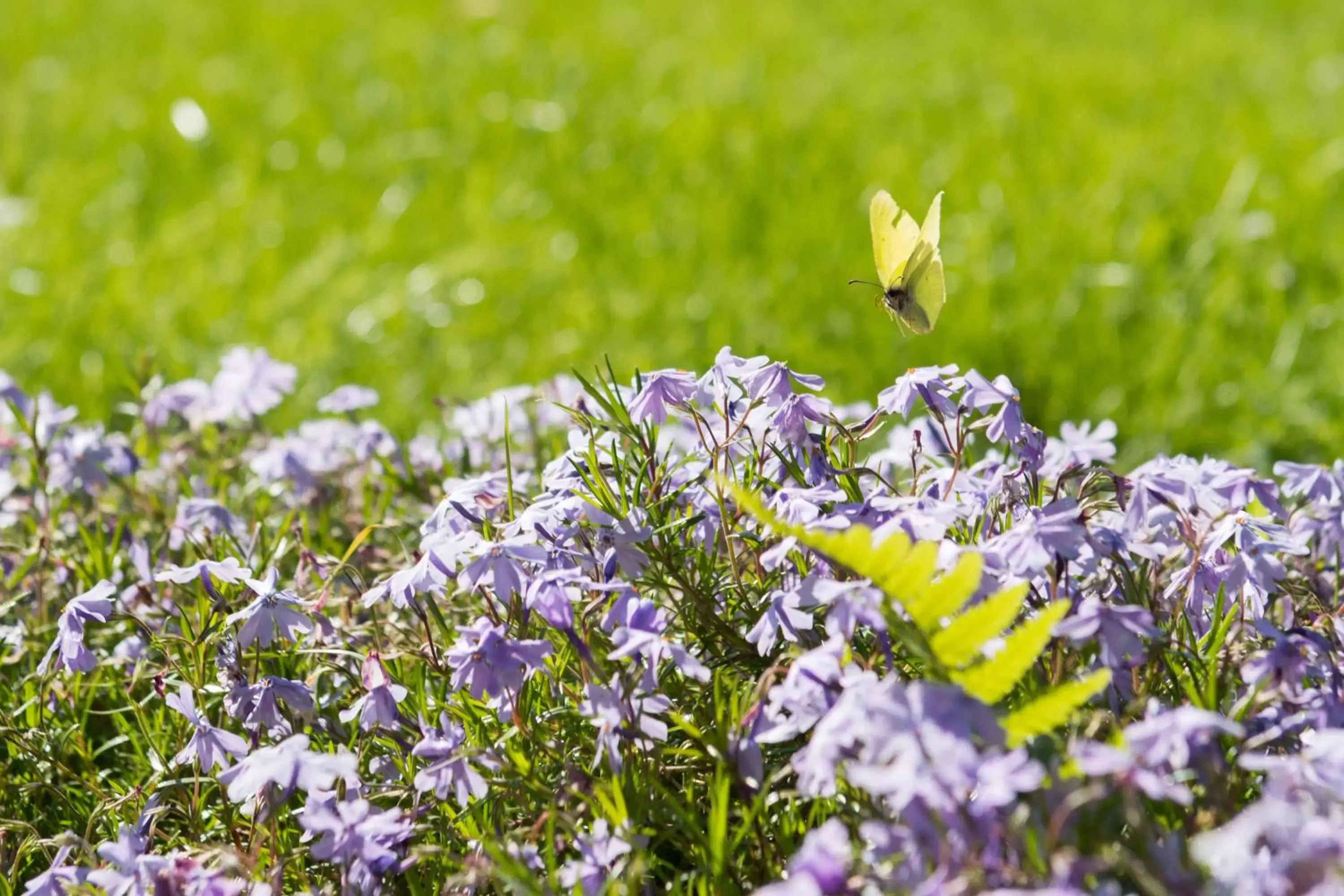 Spring, Other Animals in Hotel Landhaus Höpen