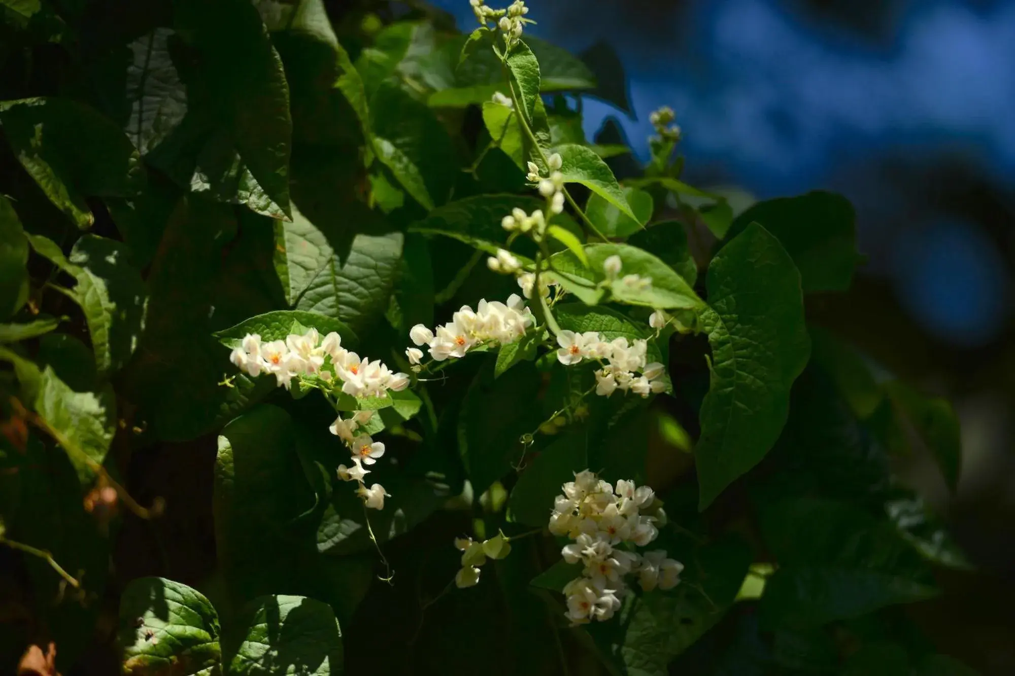 Garden view in Baan Nam Ping Riverside Homestay