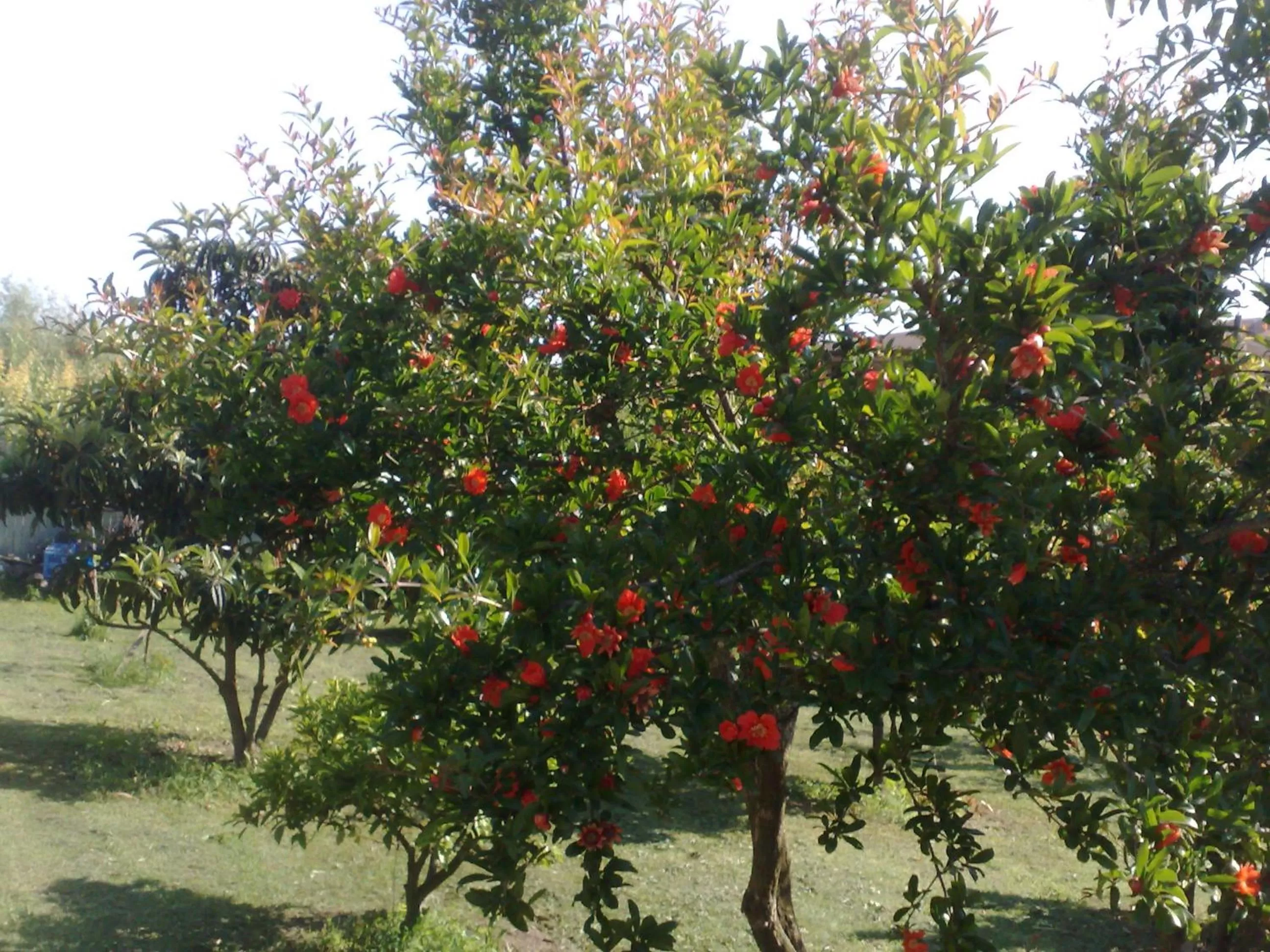 Garden view in B&B Il Giardino di Gabri