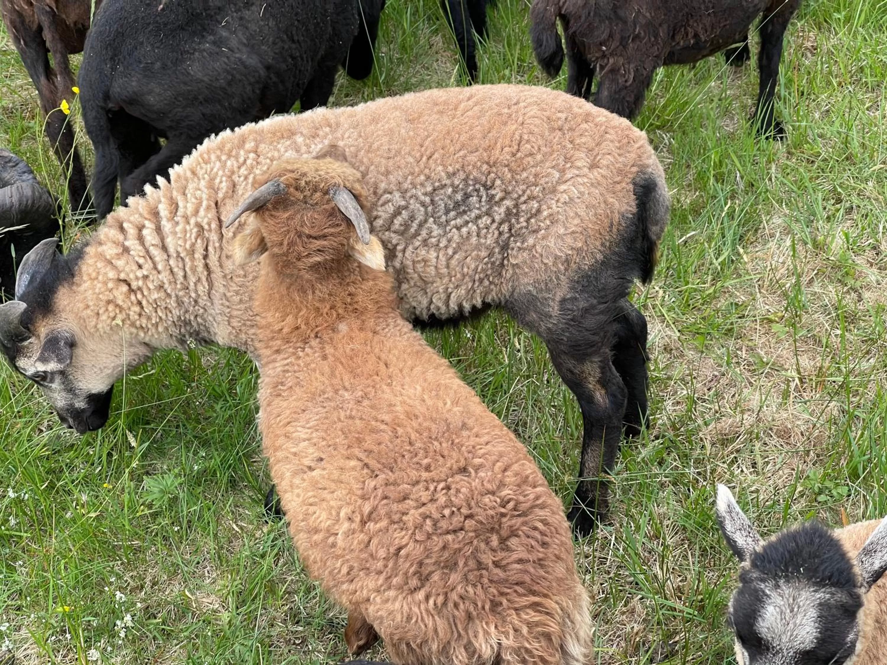 Animals in Hotel Lugsteinhof
