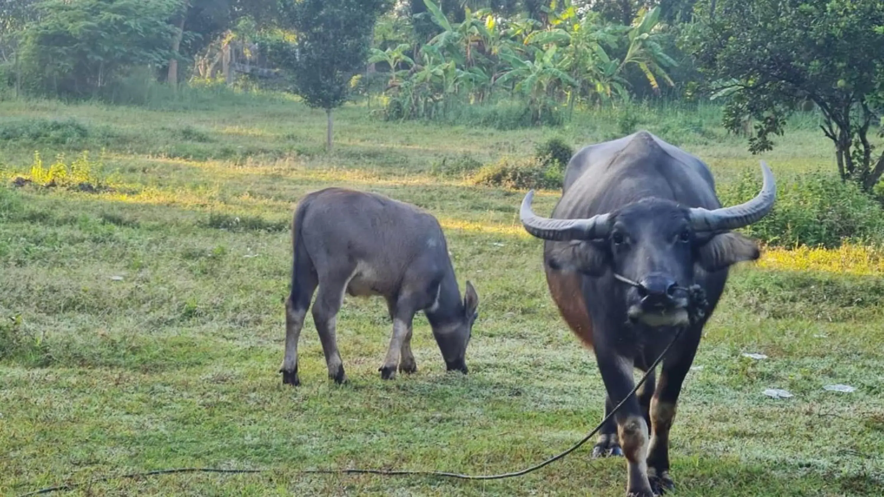 Other Animals in Naturalpark Resort De Wangthong