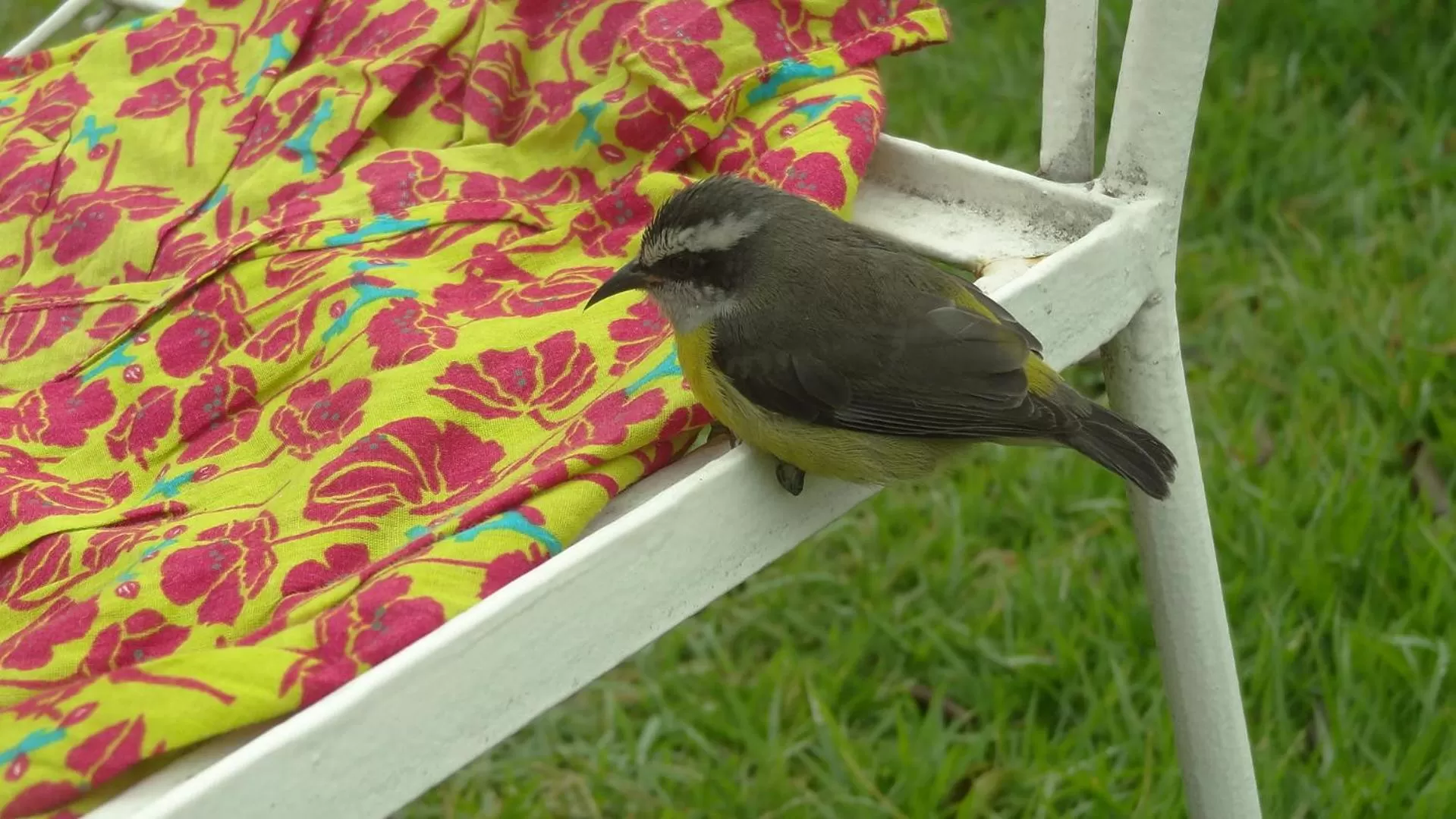 Animals in Casa da Gente