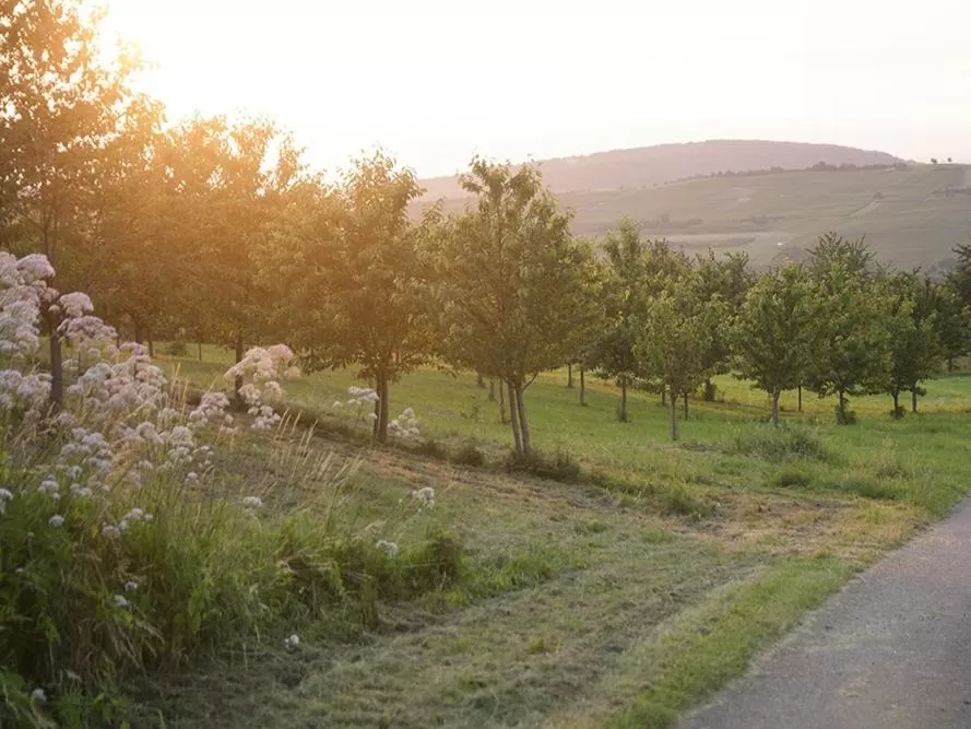 View (from property/room) in Landhotel Graf