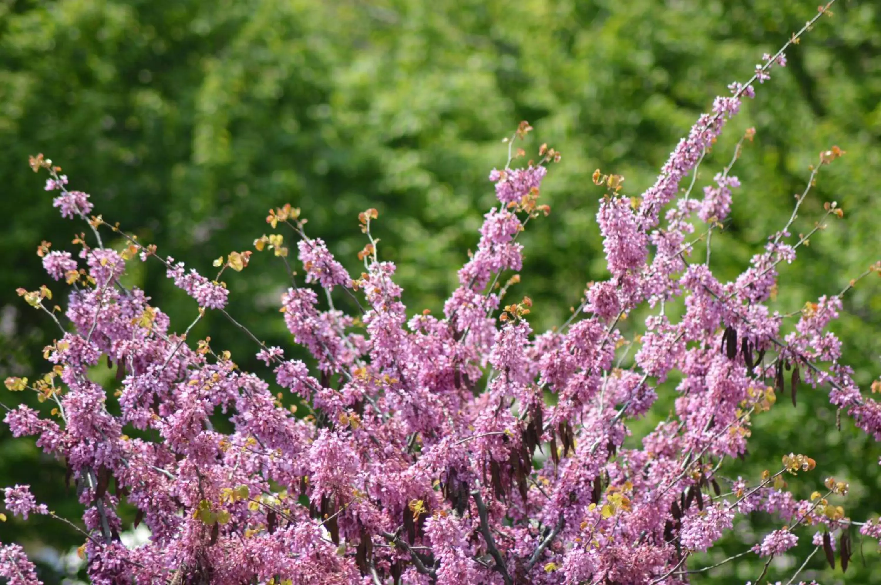 Natural landscape in L'uovo e la faina