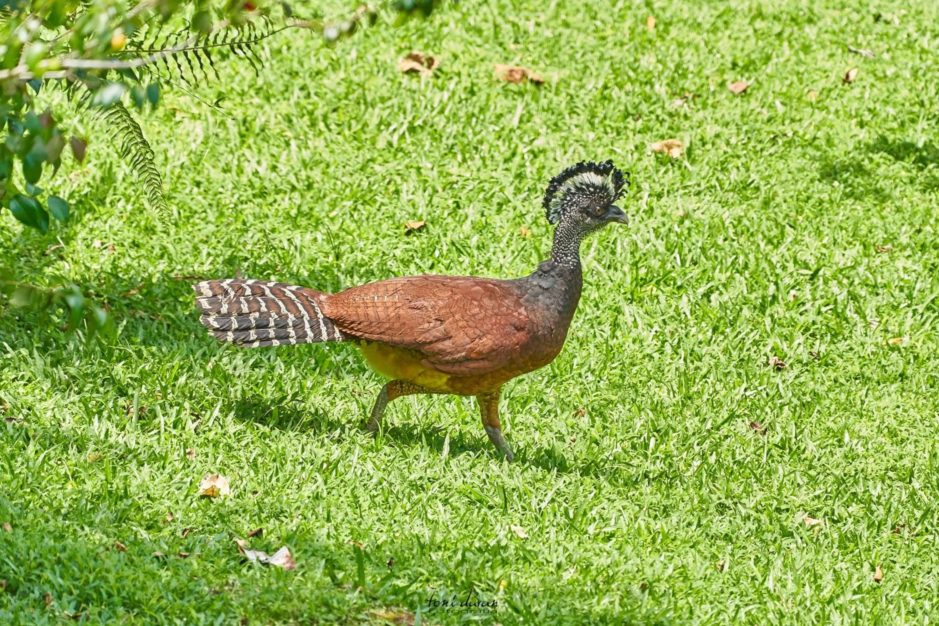 Birds & Breakfast Costa Rica