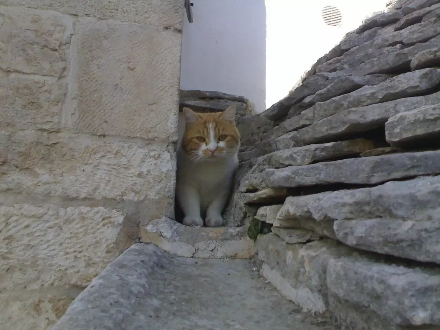 Animals, Pets in L'Isola Felice e Trulli Sotto Le Stelle