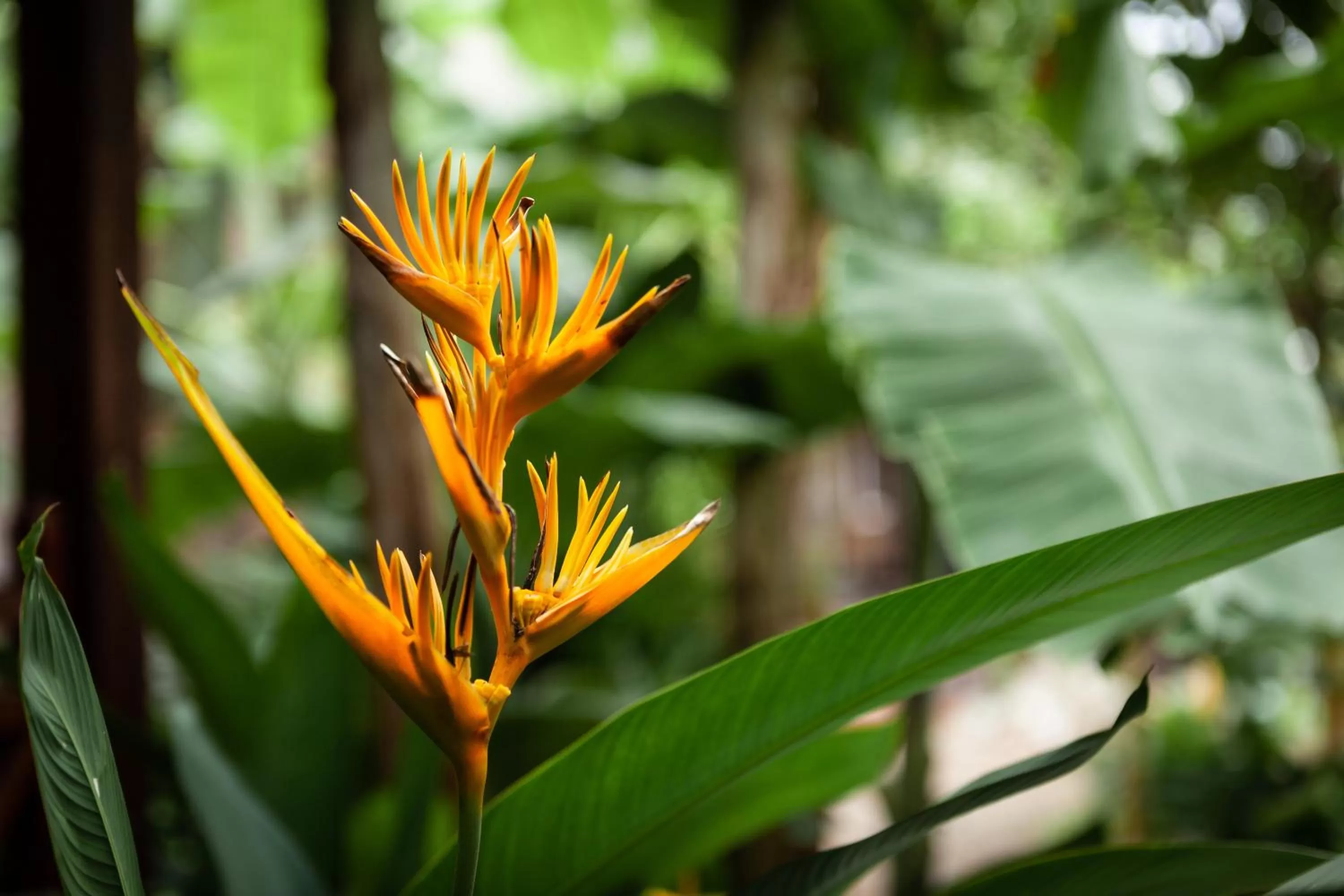 Garden in Authentic Khmer Village Resort