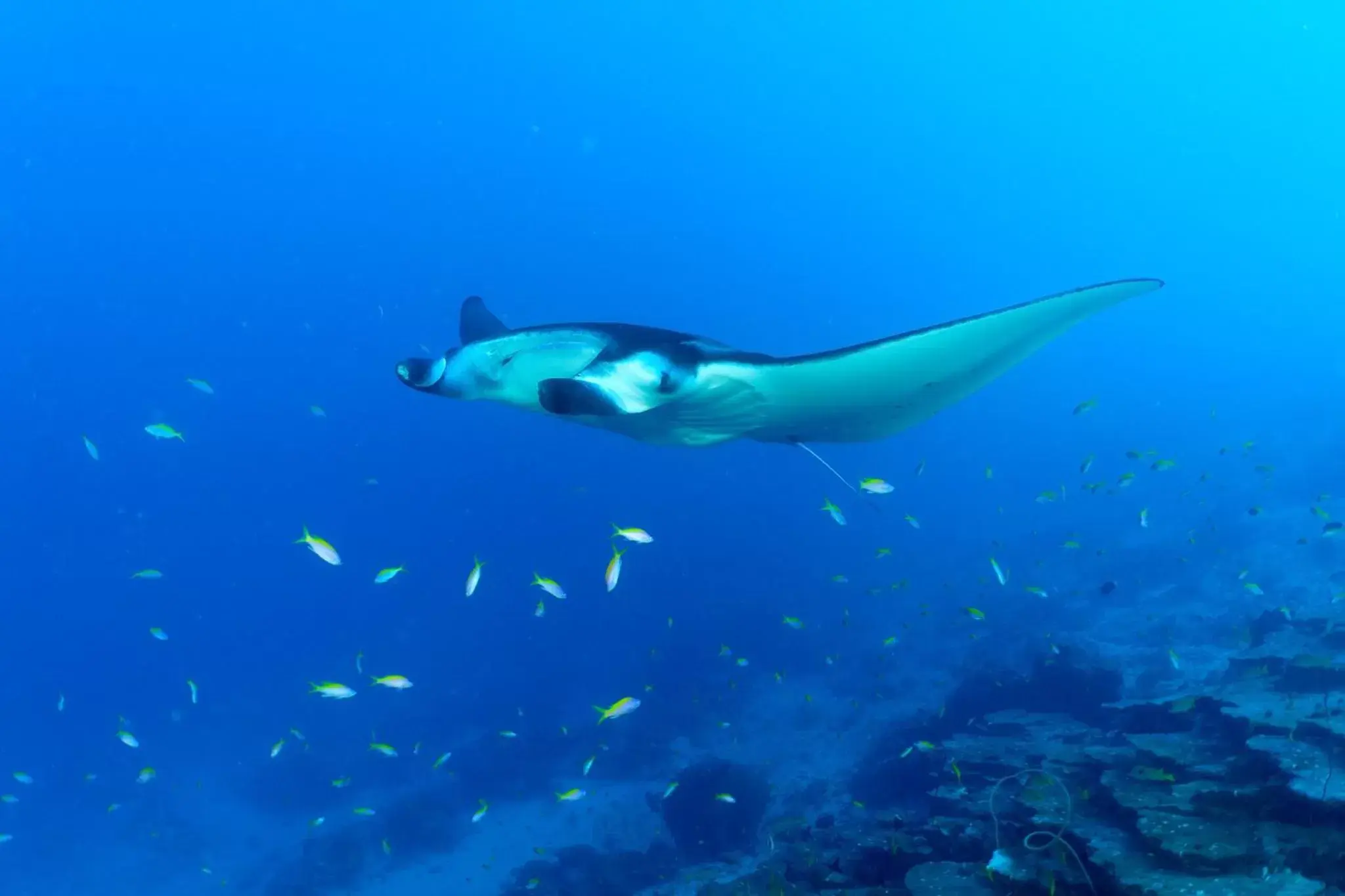 Diving, Other Animals in Canareef Resort Maldives