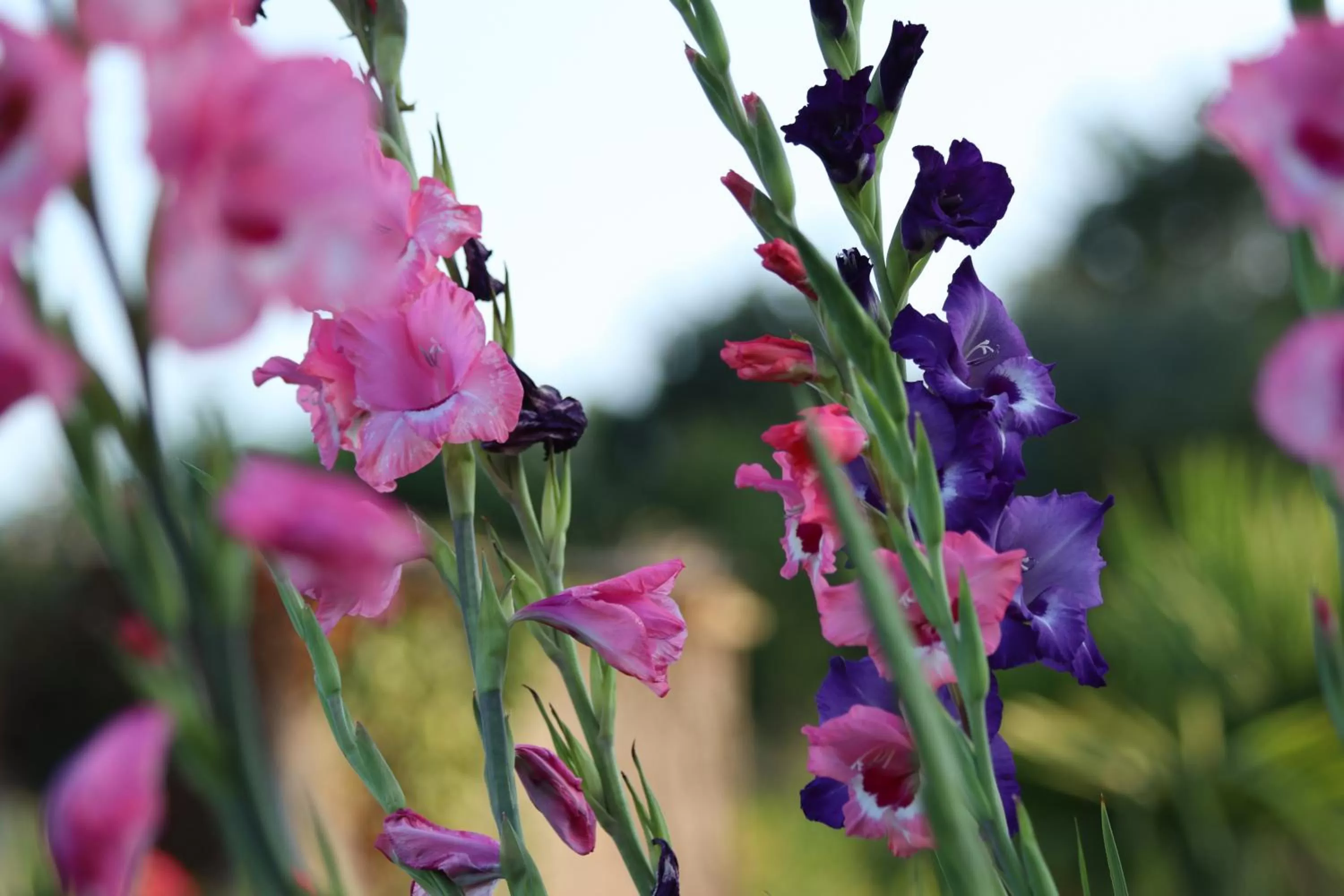 Garden in La Petite Bérais