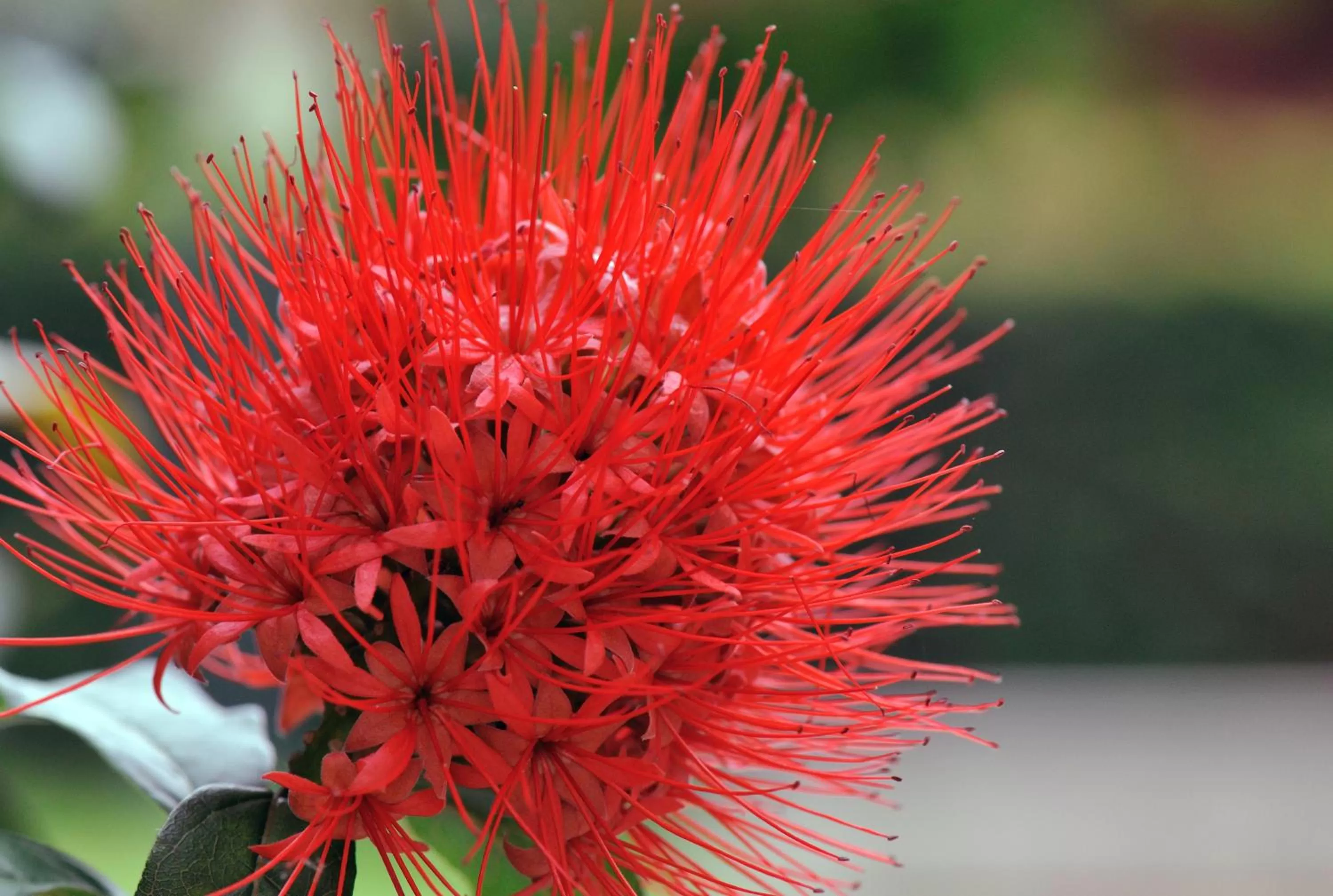 Garden in Hotel Safari Gate