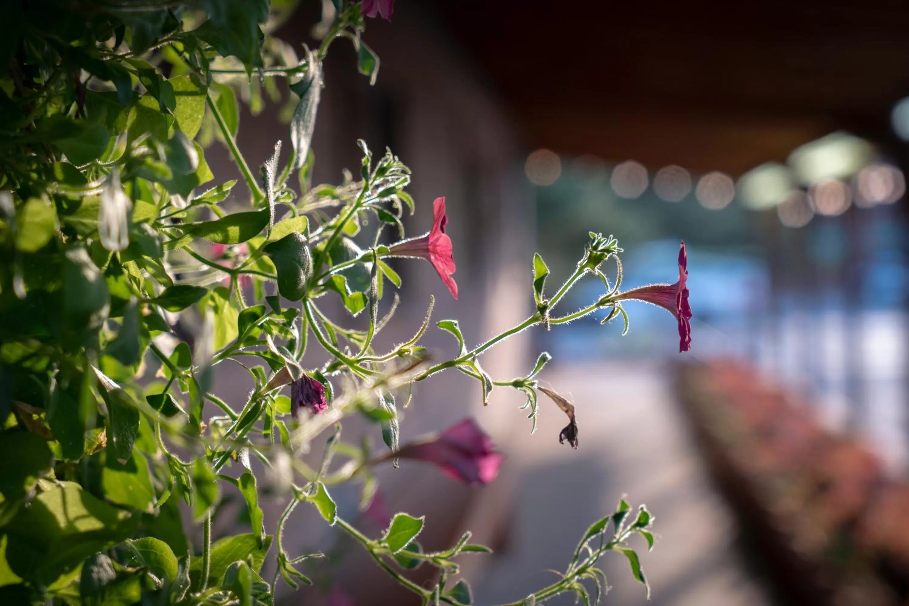 Spring in Red Stone Inn