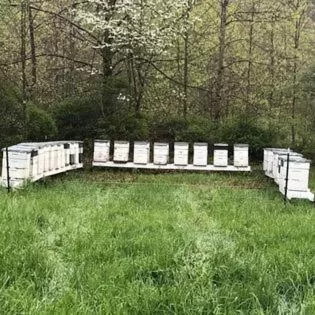 Animals in Laurel River Club Bed & Breakfast or LRCBNB