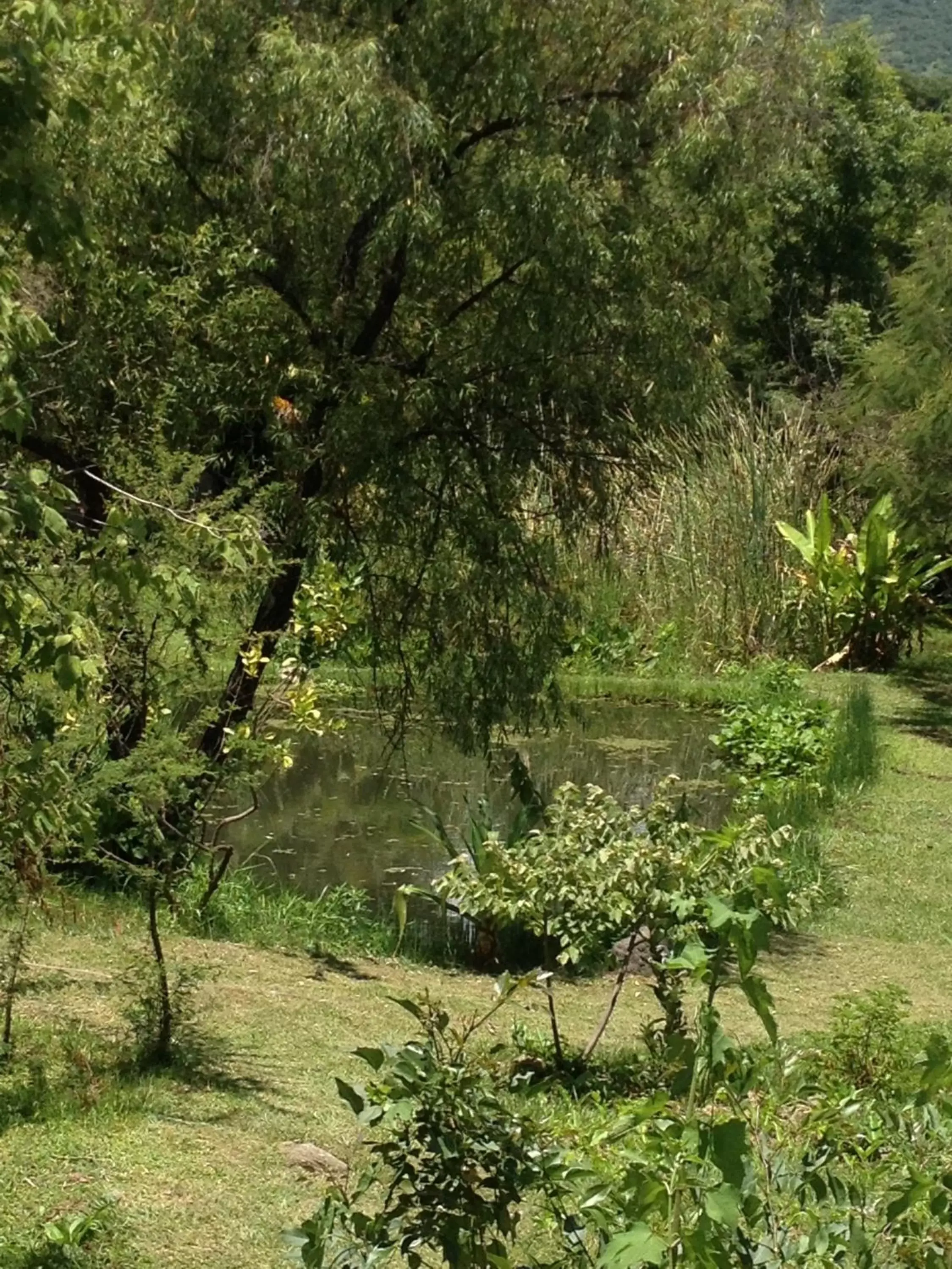 Day, Garden in Yolitia Wellness