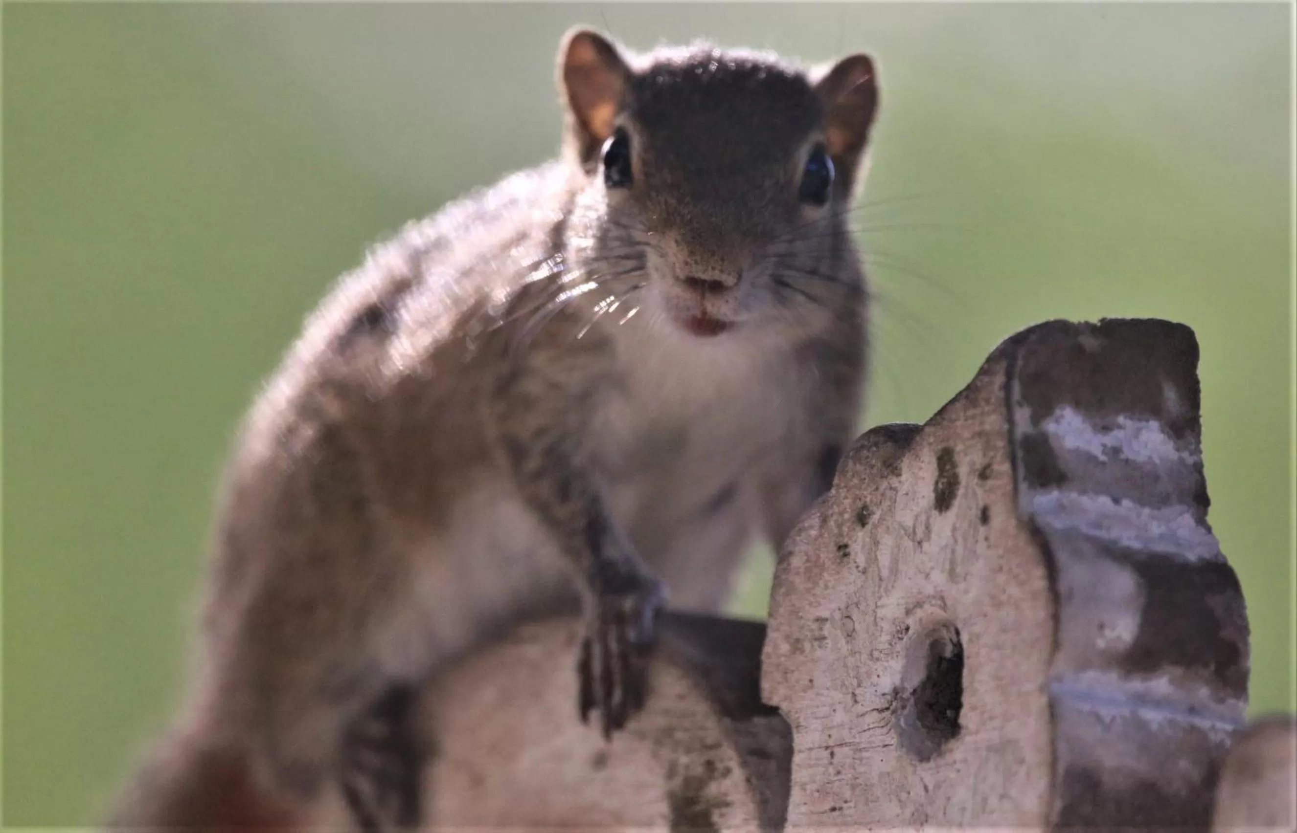 Animals in The Spice House Mirissa