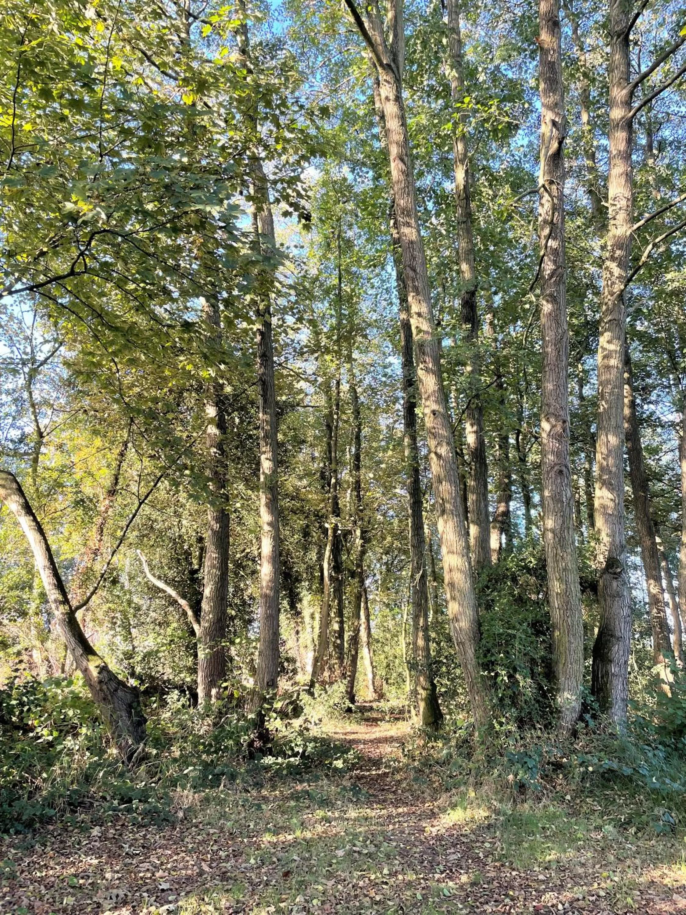 Natural landscape in Eagle House - Award Winning B&B and Apartment