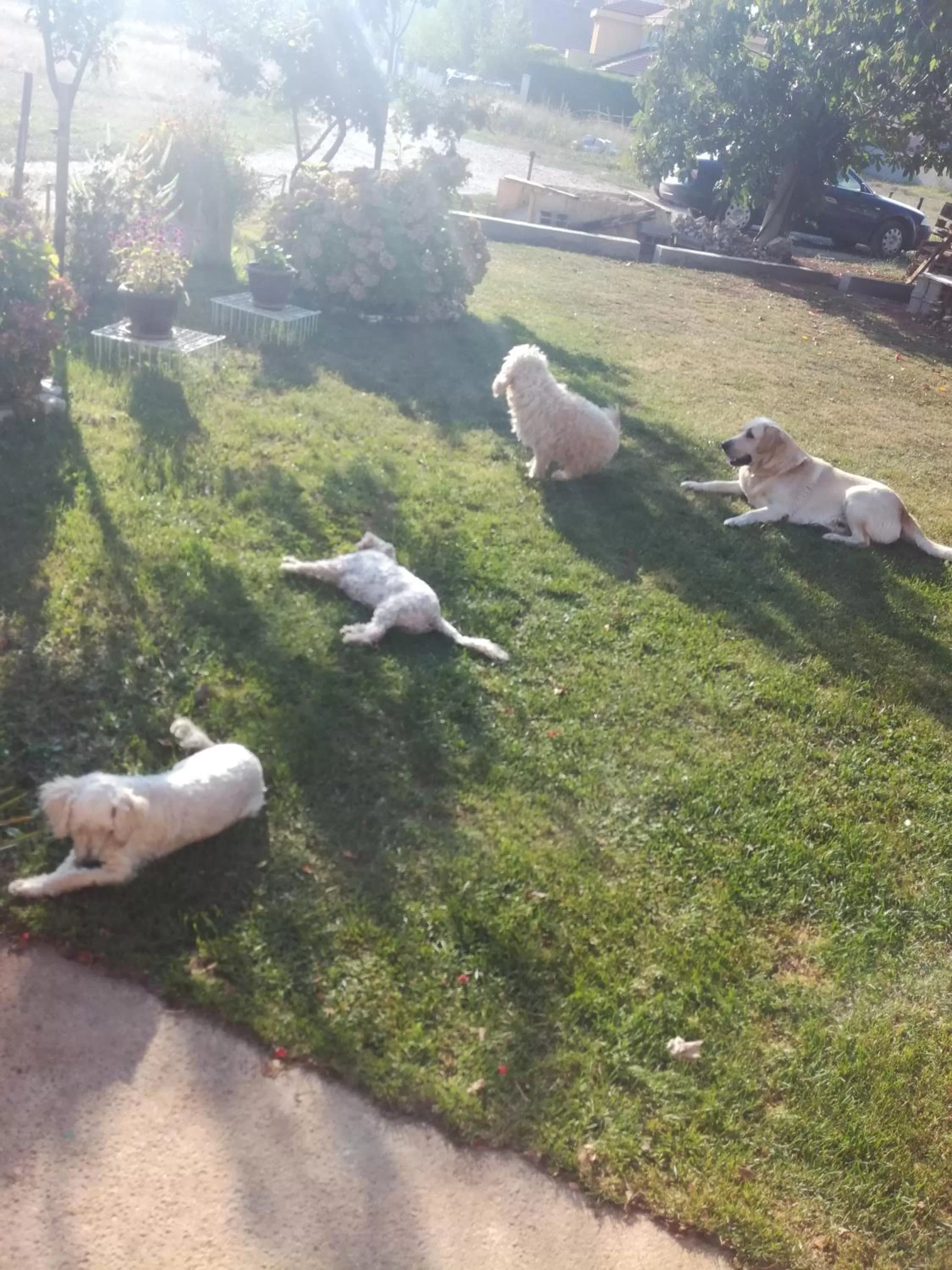 Other Animals in Frile Apartments