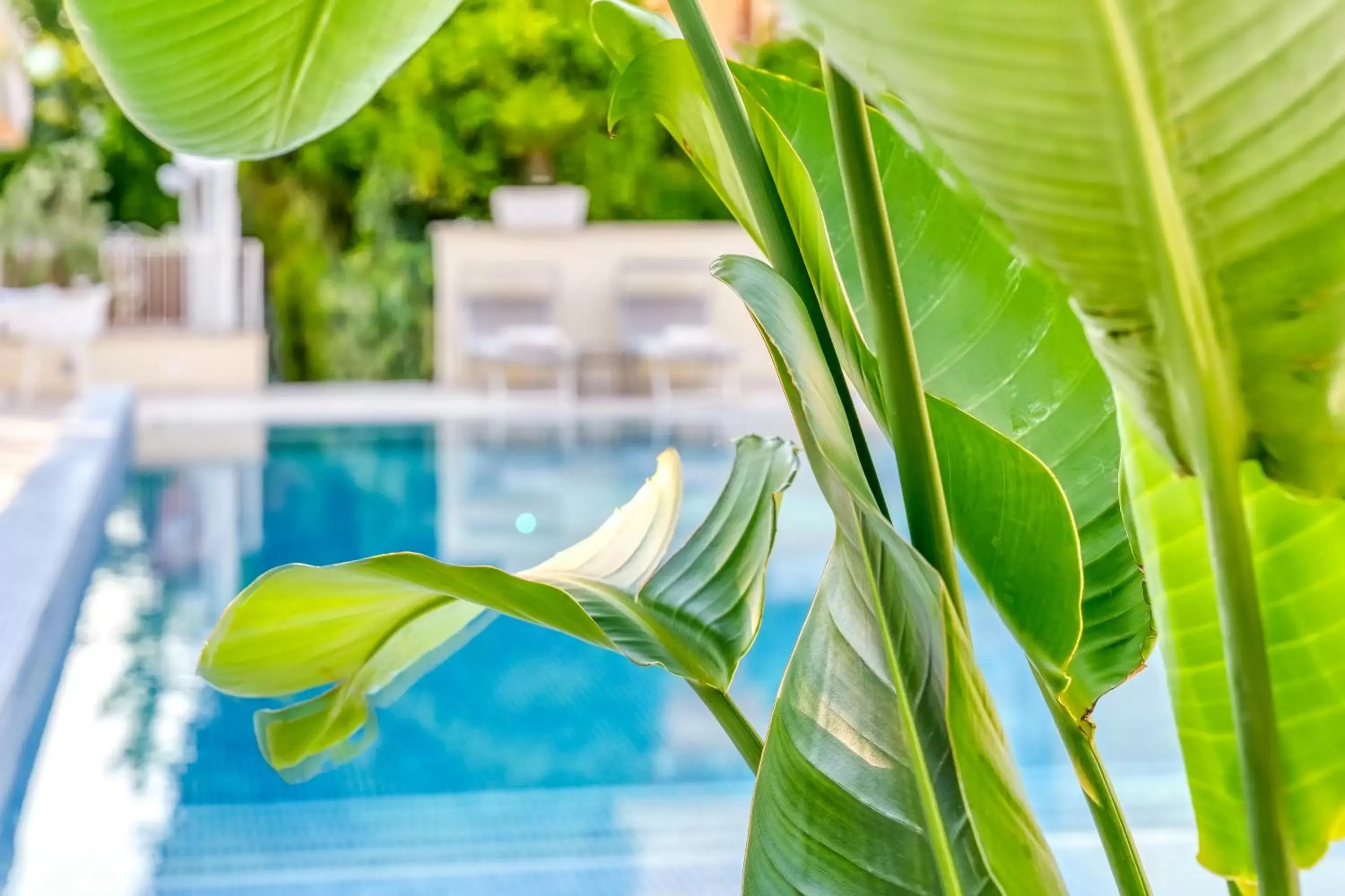 Swimming Pool in Hotel Florida