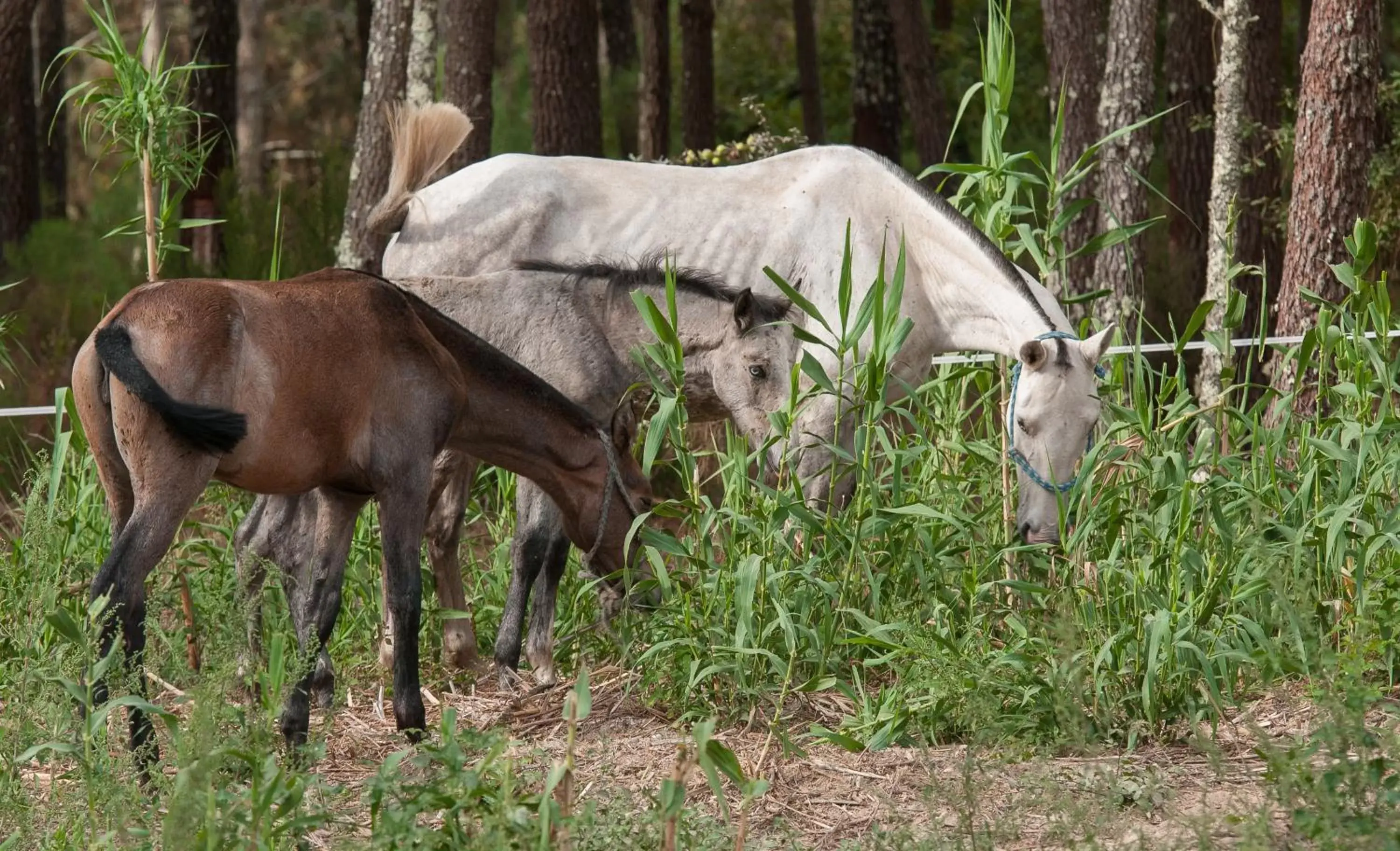 Other Animals in Coudelaria Residence