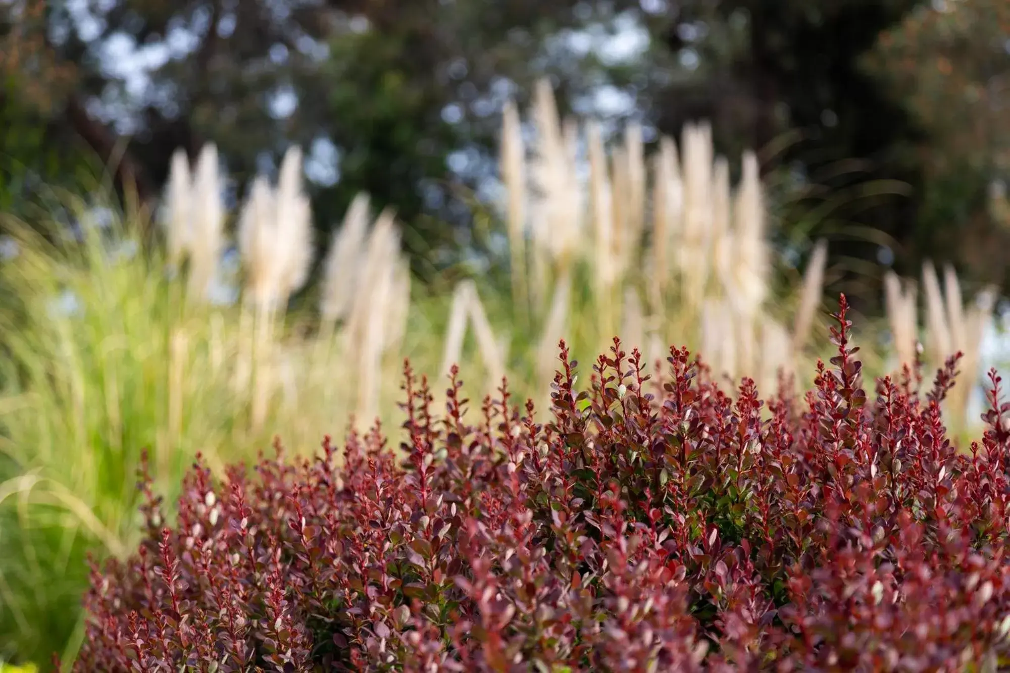 Natural landscape in Novotel Trabzon