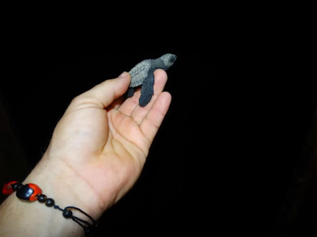 Activities in Posada Turística Rocas De Cabo Marzo