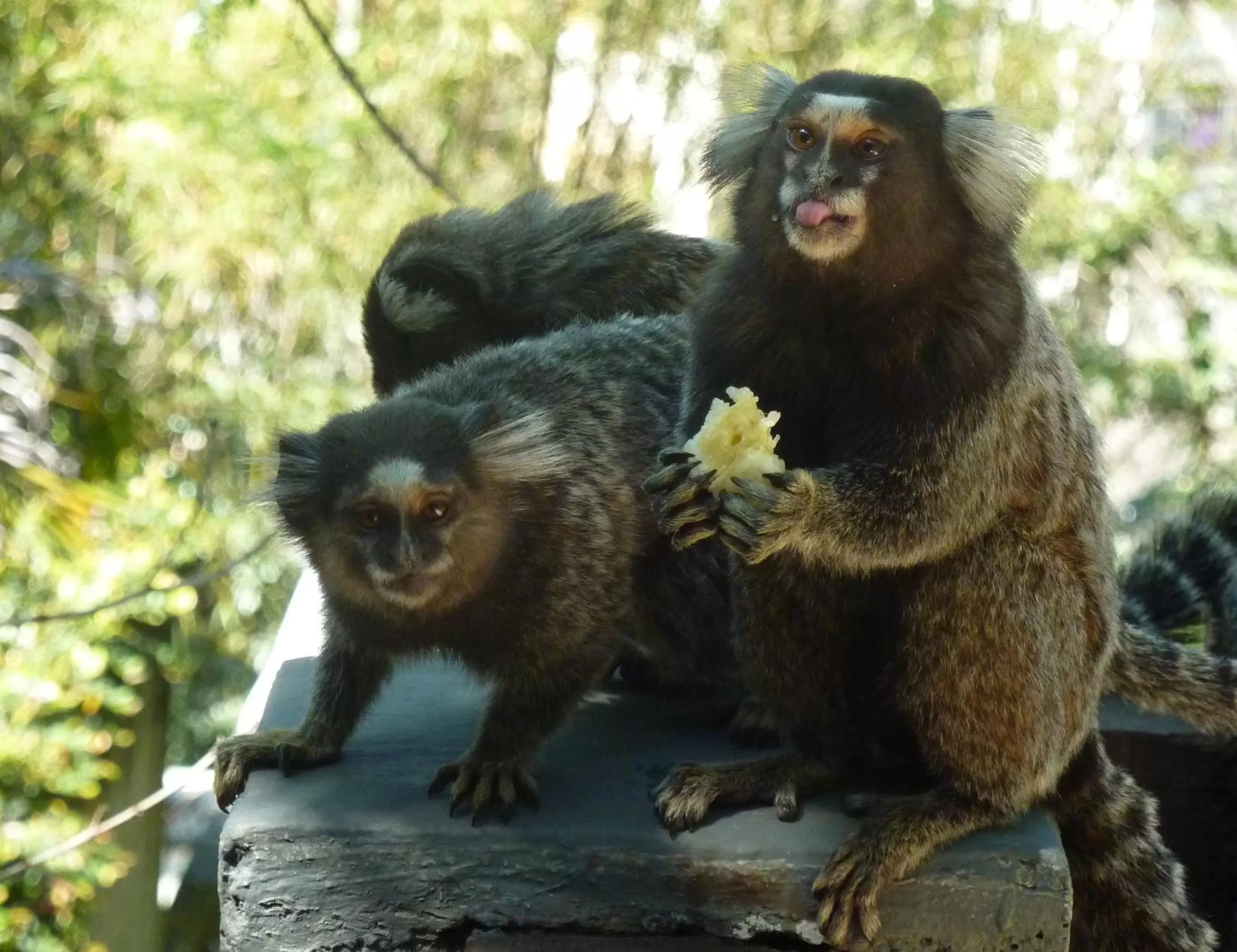 Animals in O Veleiro Bed and Breakfast