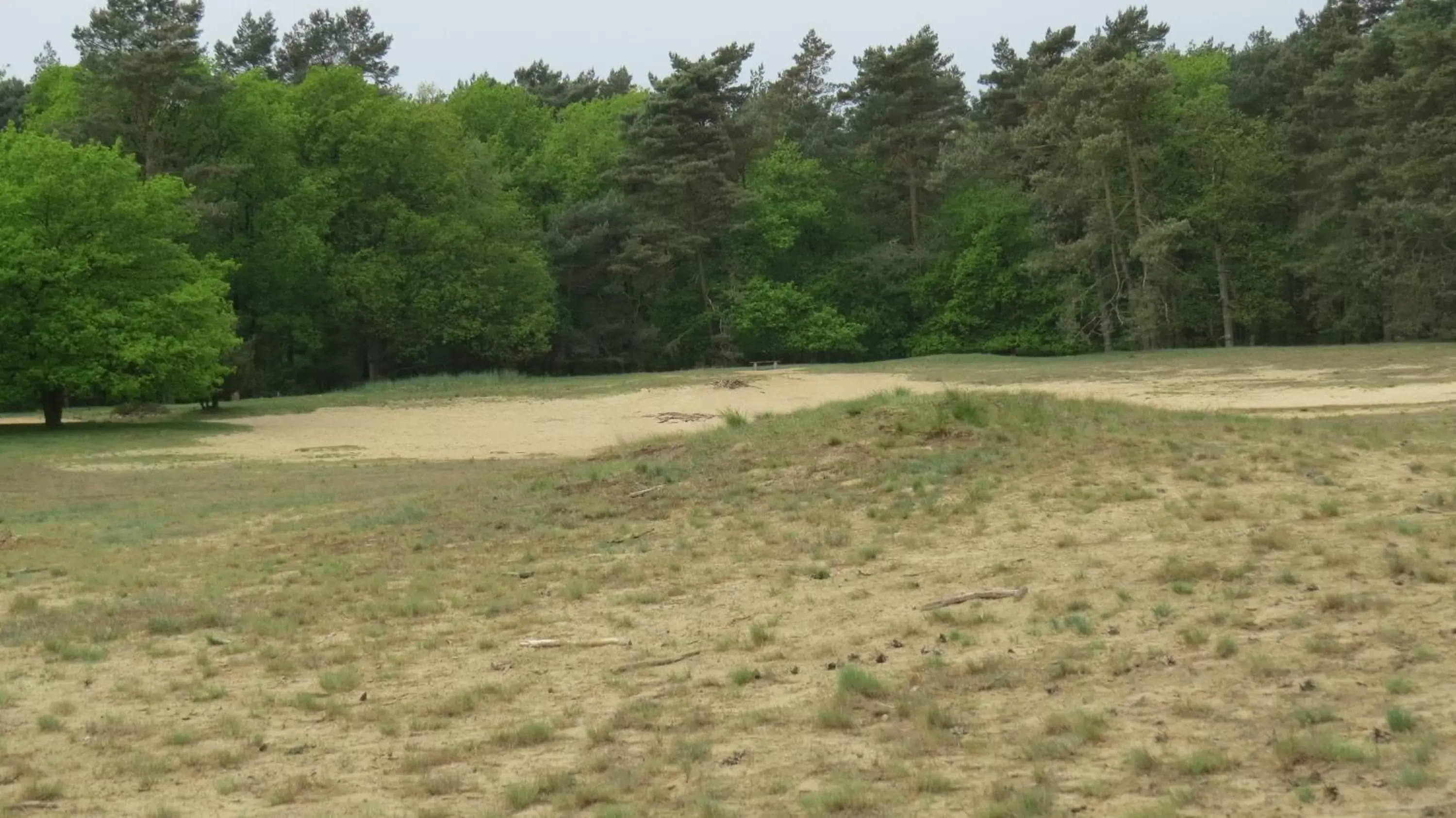 Natural landscape in 't Zwanemeer