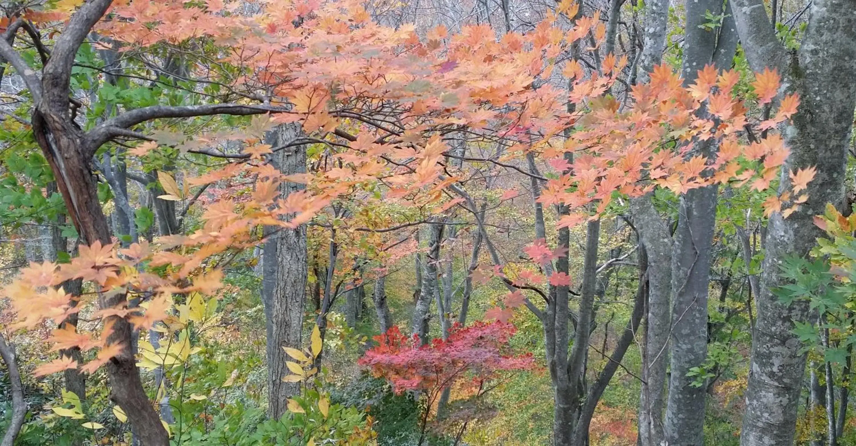 Natural landscape, Garden in Tenjin Lodge