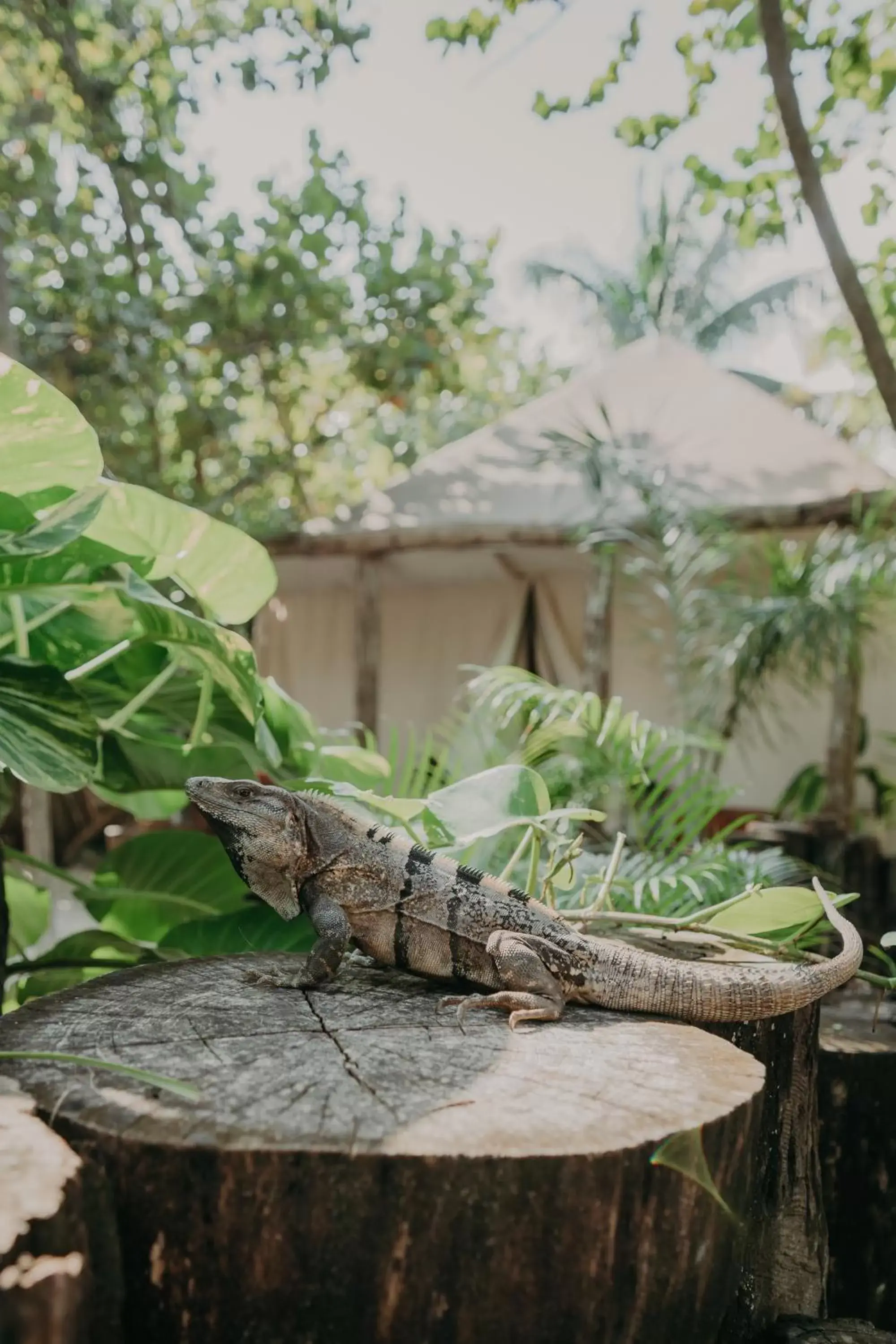 Other Animals in Ether Tulum