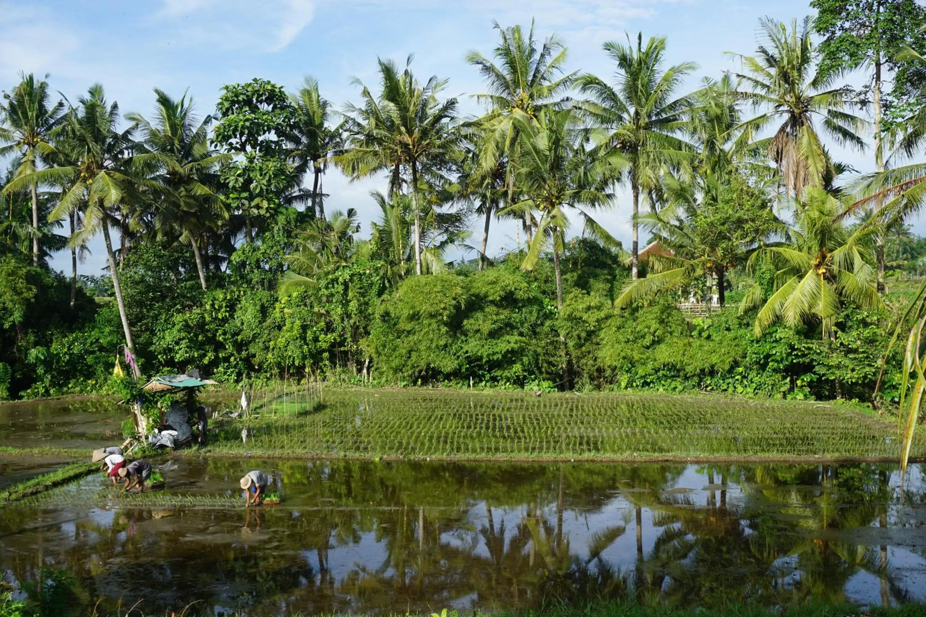 View (from property/room) in Puri Kobot