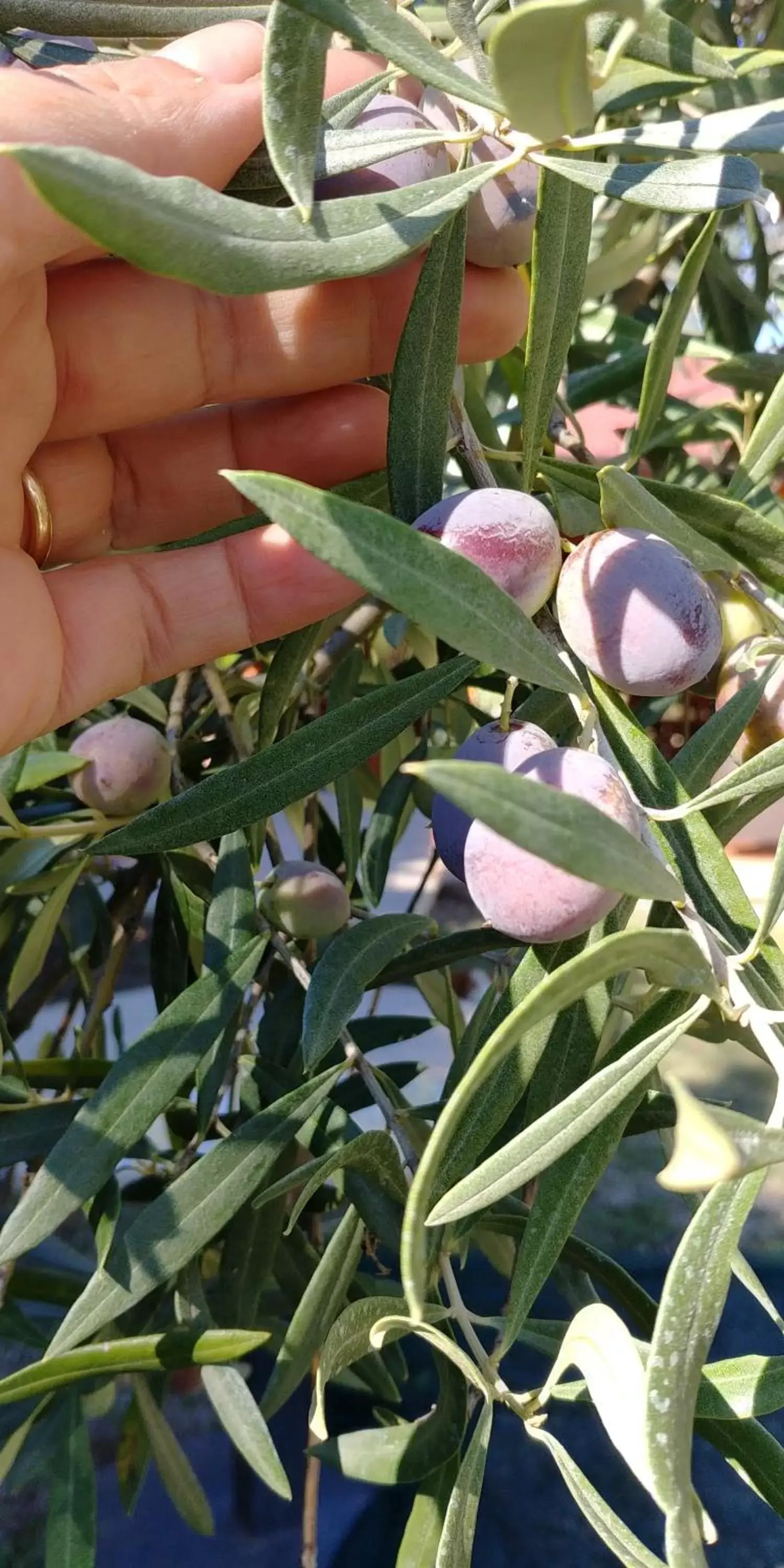 Food close-up in La Piana degli Ulivi