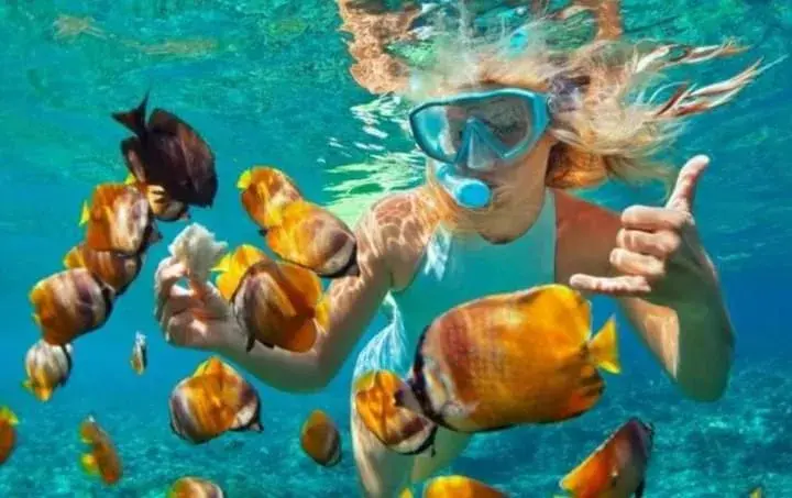 Snorkeling, Other Animals in Dono Guest House