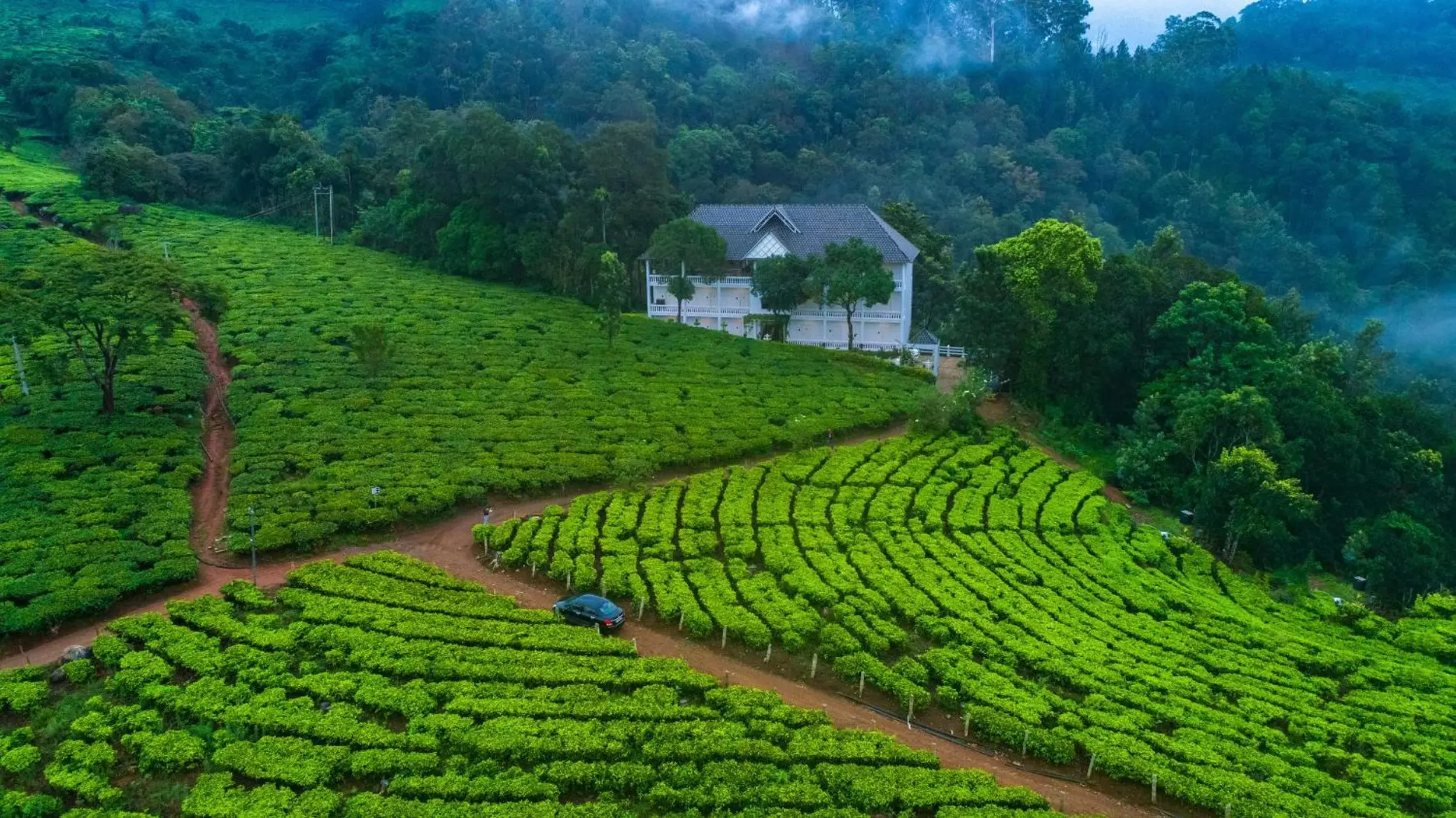 Natural landscape, Bird's-eye View in Tea Harvester