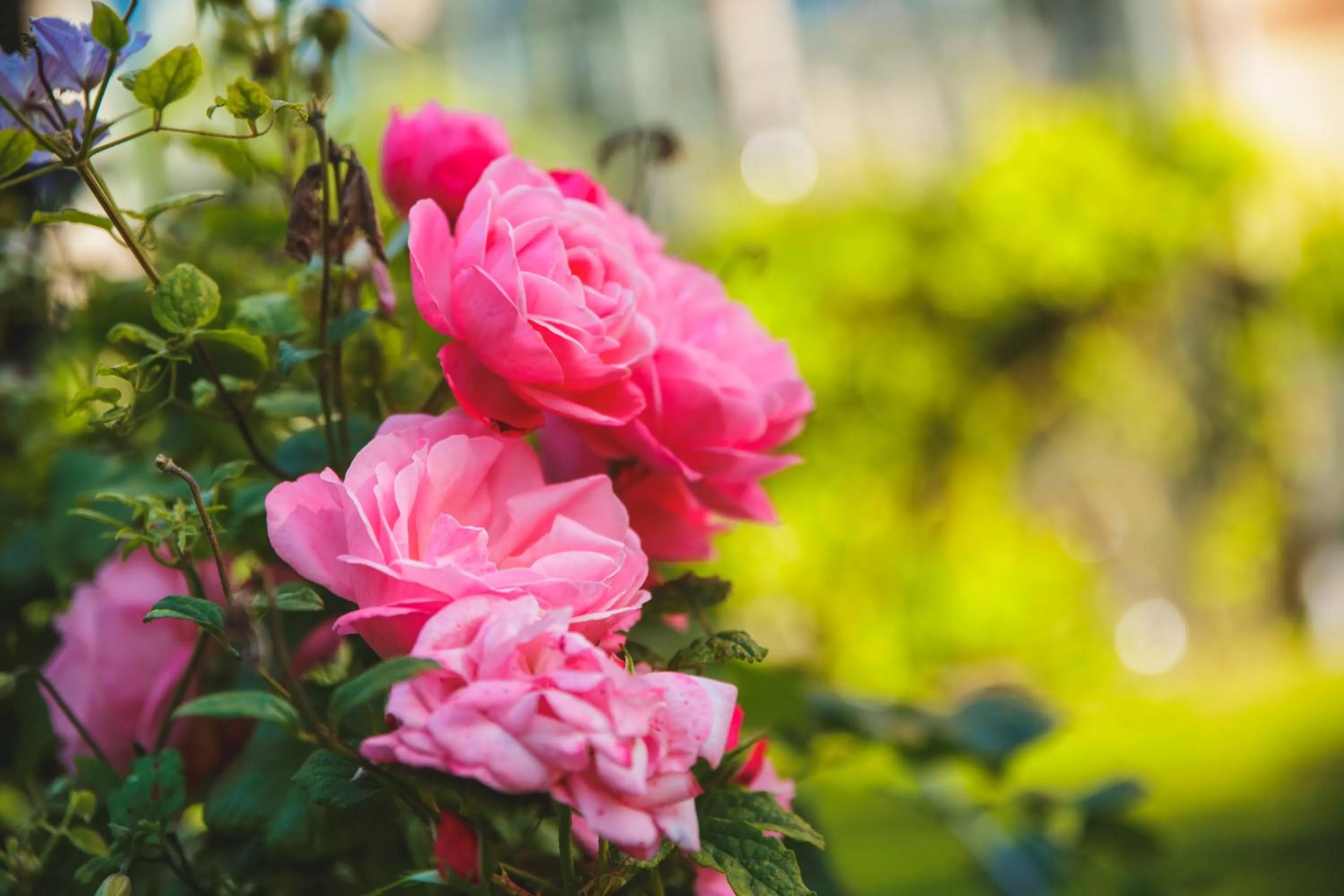 Garden in Hotell Breda Blick