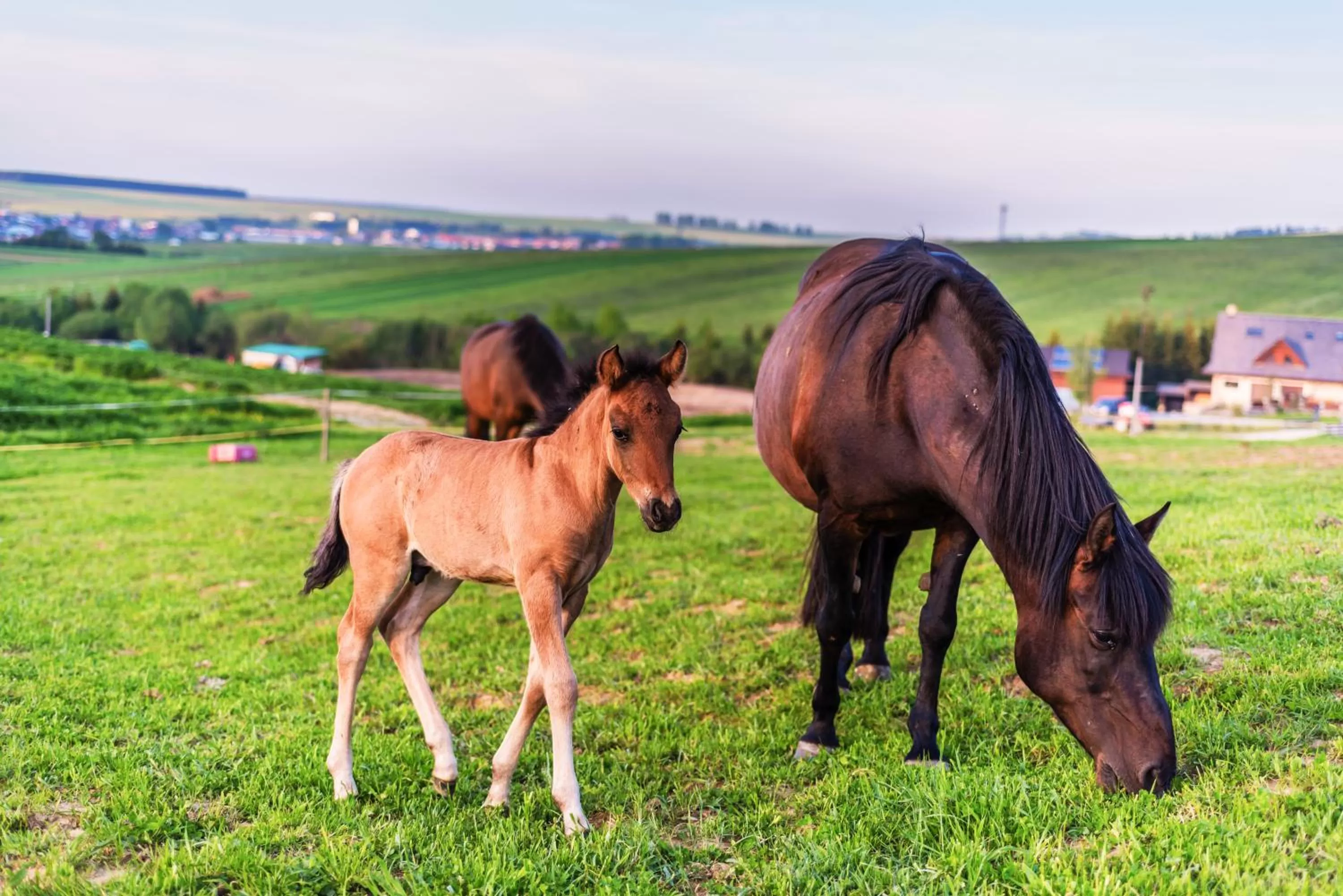 Horse-riding in Oravský Háj Garden Hotel & Resort