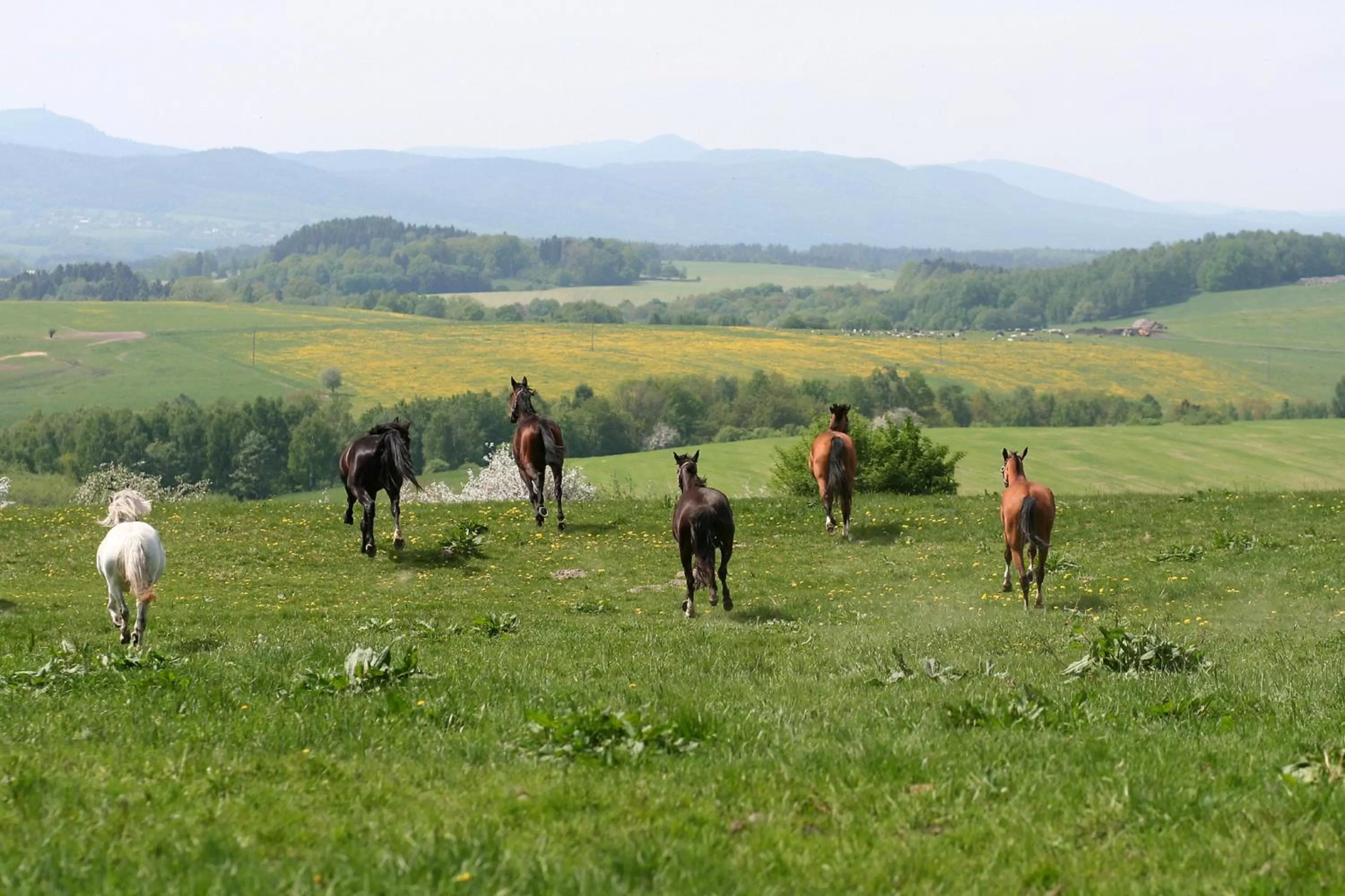 On site in Hotel Farma Vysoká
