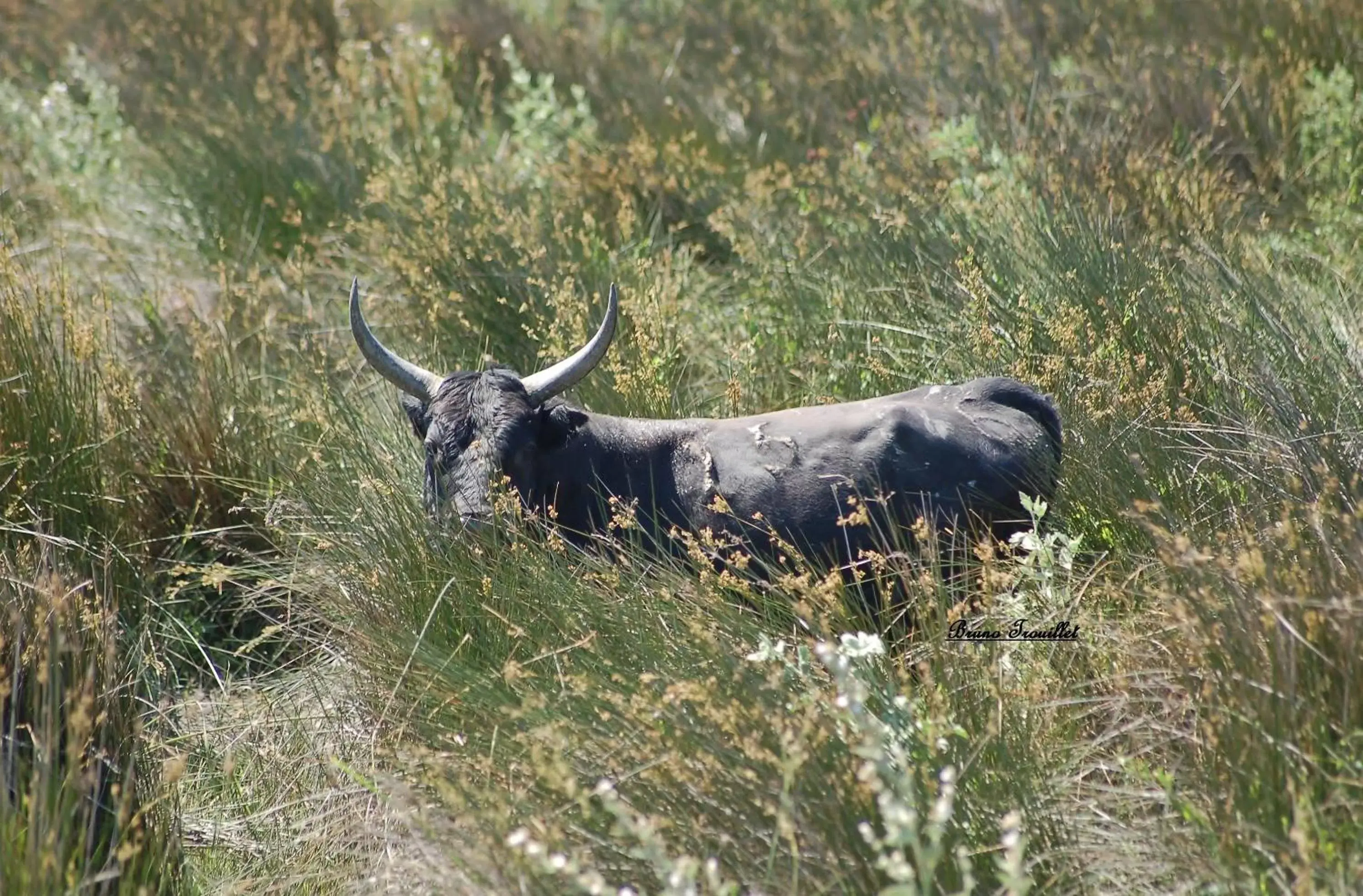 Area and facilities, Other Animals in Logis Le Cours