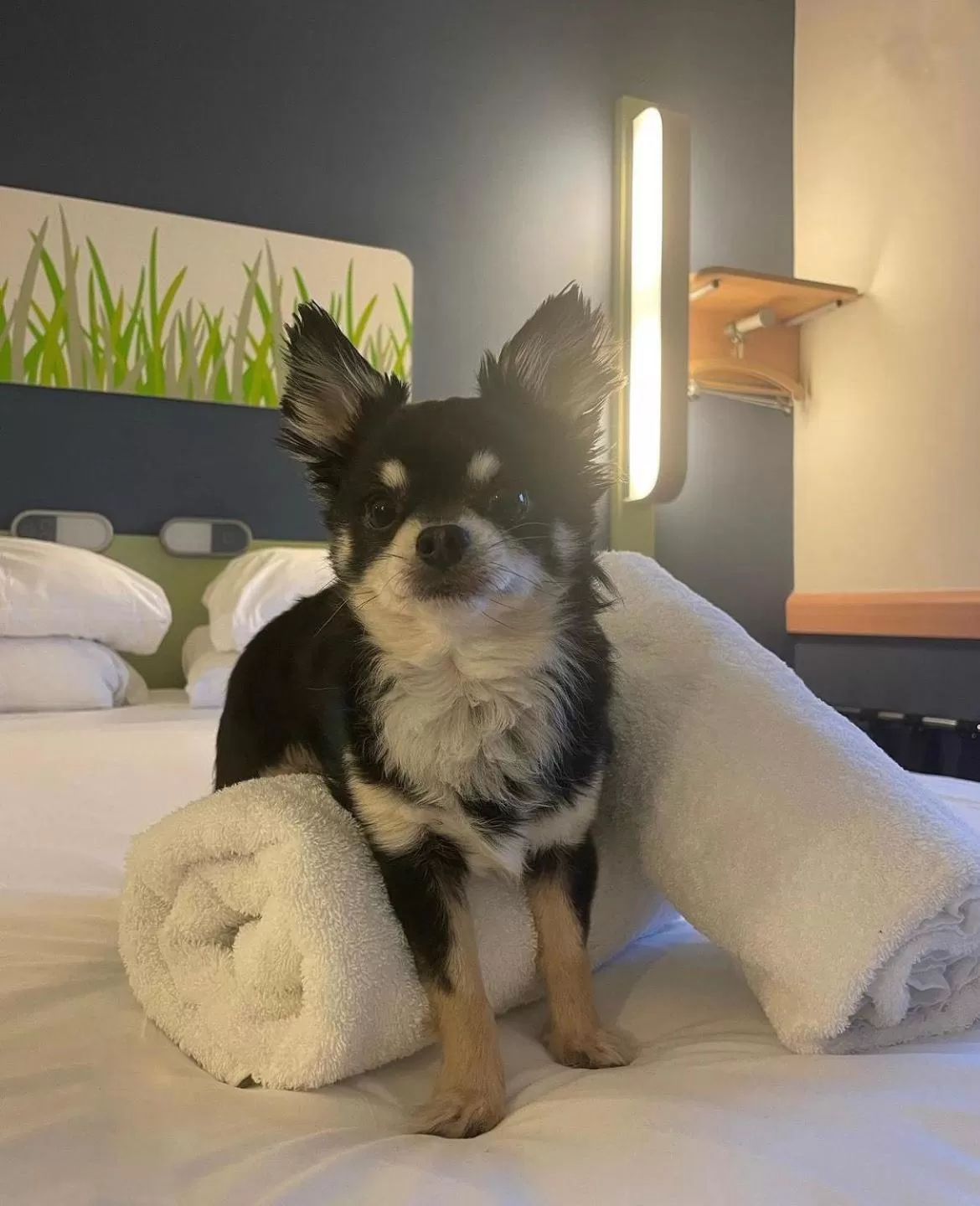 Pets in ibis budget Belfast City Centre