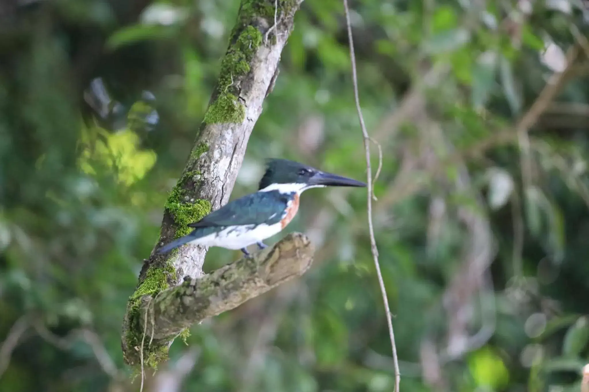 Other Animals in Iguanitas Lodge