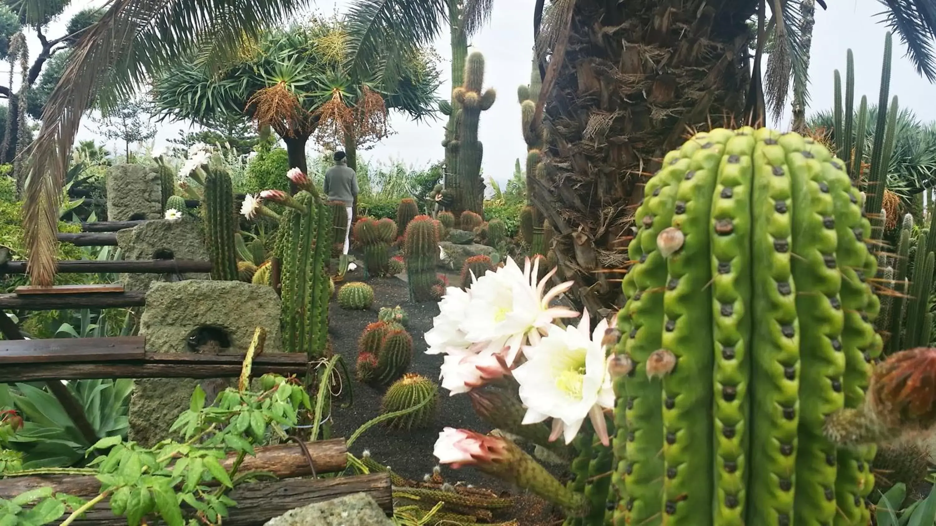 Garden in Villa Ravino Aparthotel