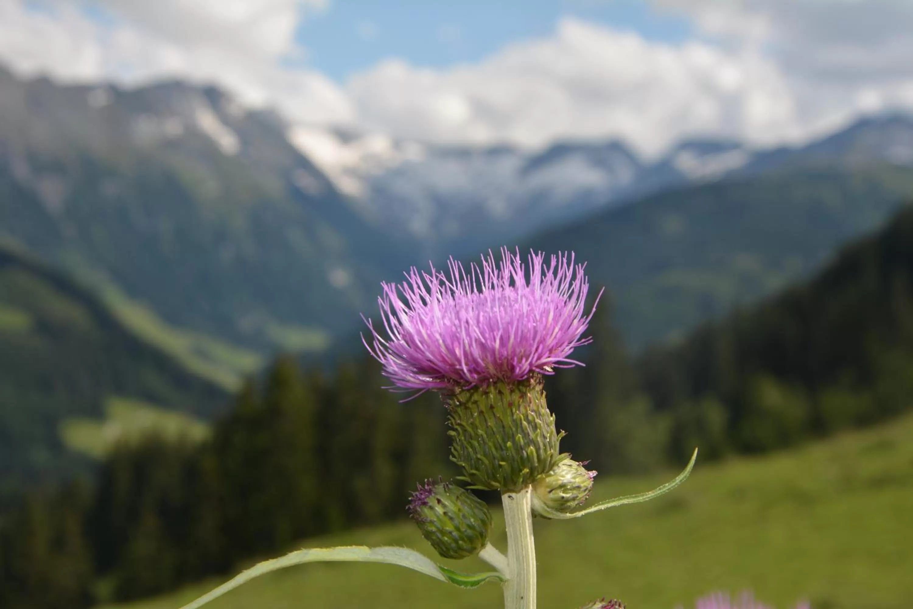 Natural landscape in Natur Resort RISSBACHER