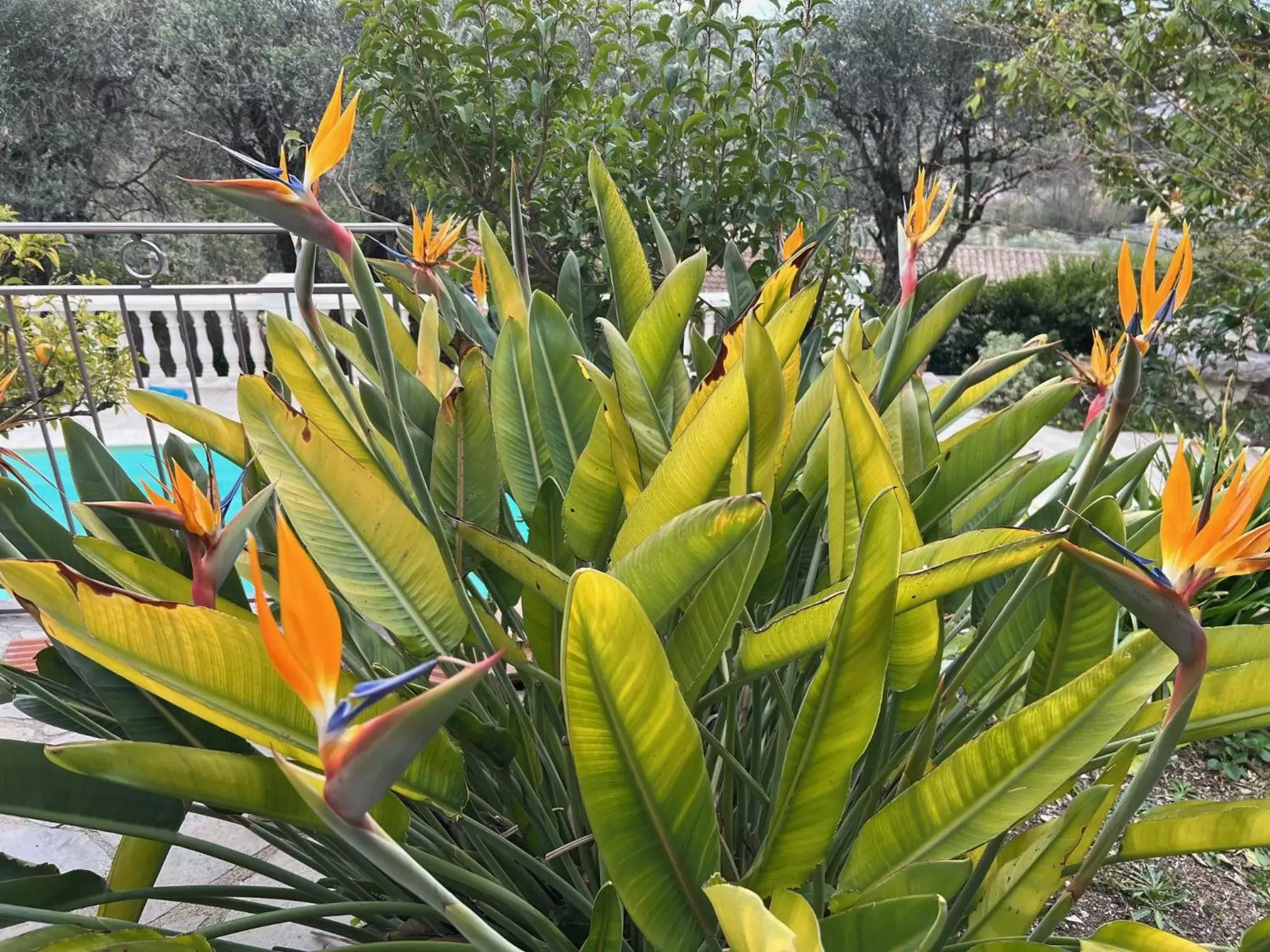 Spring, Garden in les petites terrasses