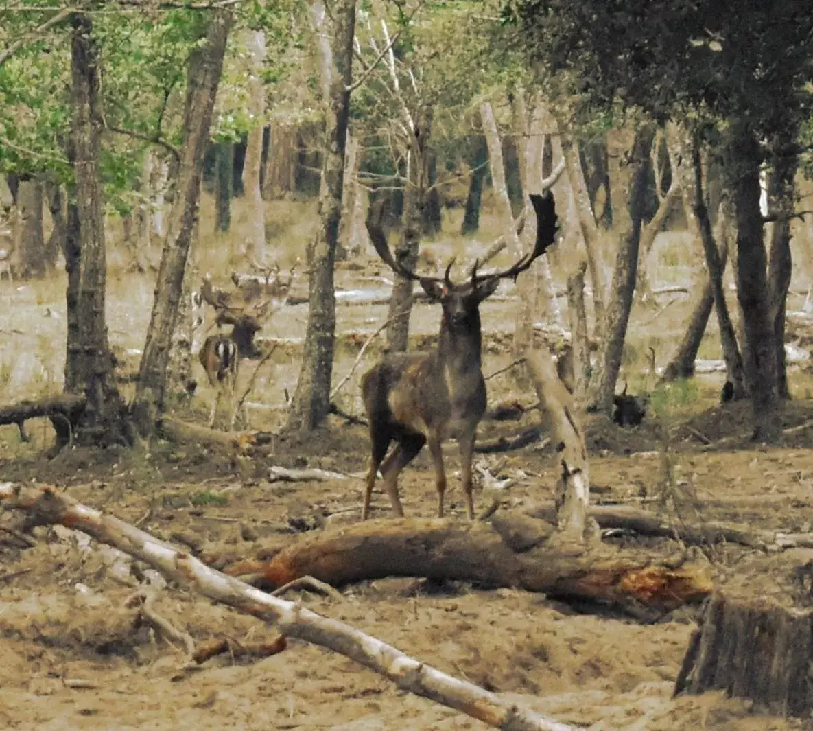 Other Animals in I Levrieri b&b