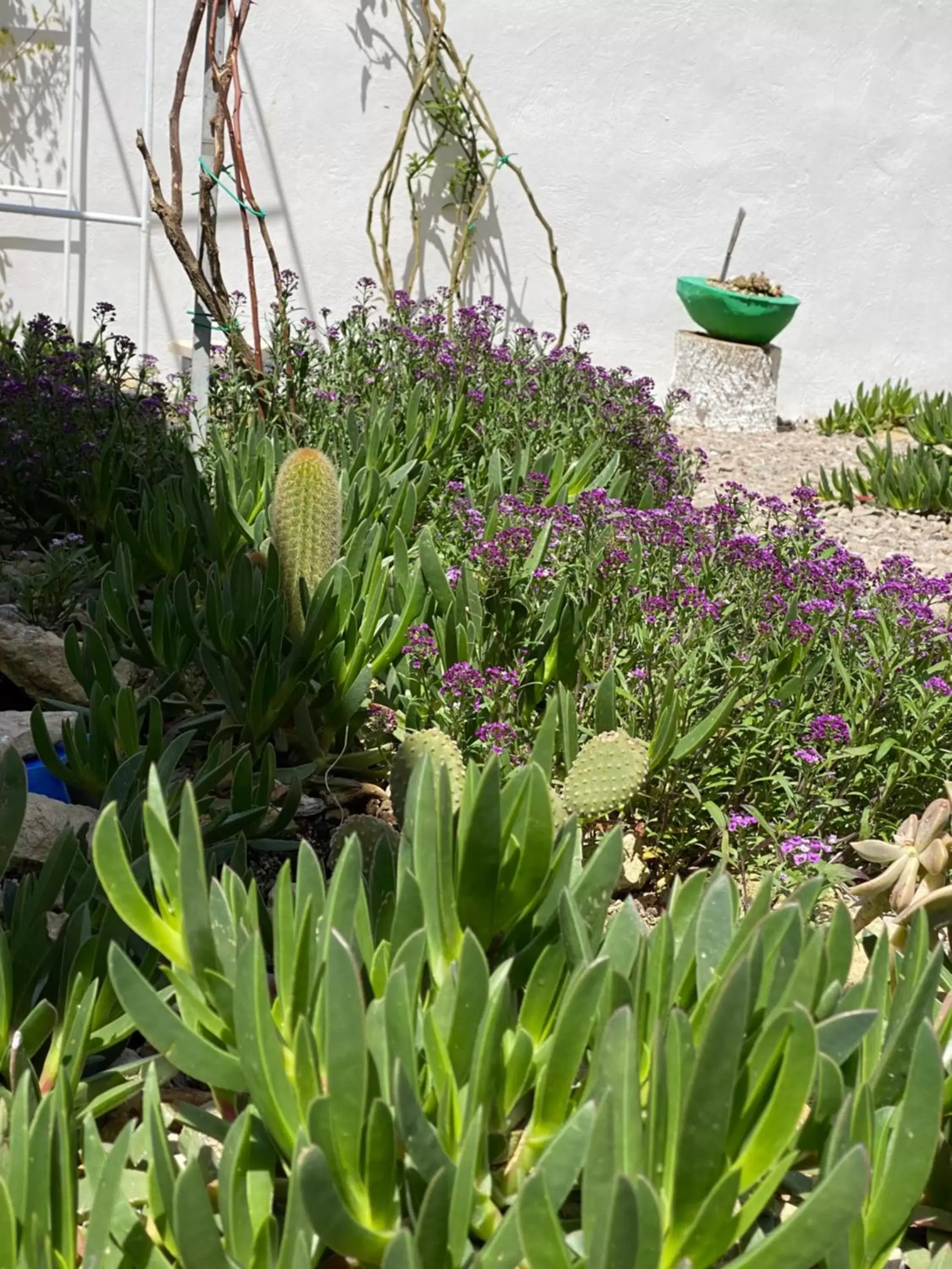 Garden in La casa di Nina