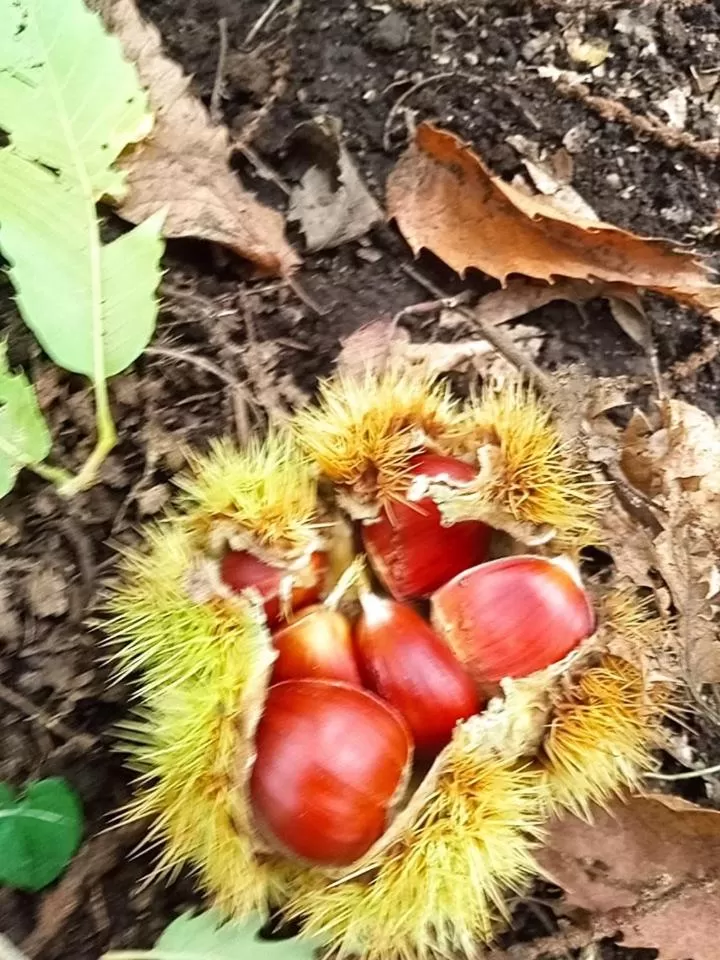 Natural landscape in L'altra casa 1933