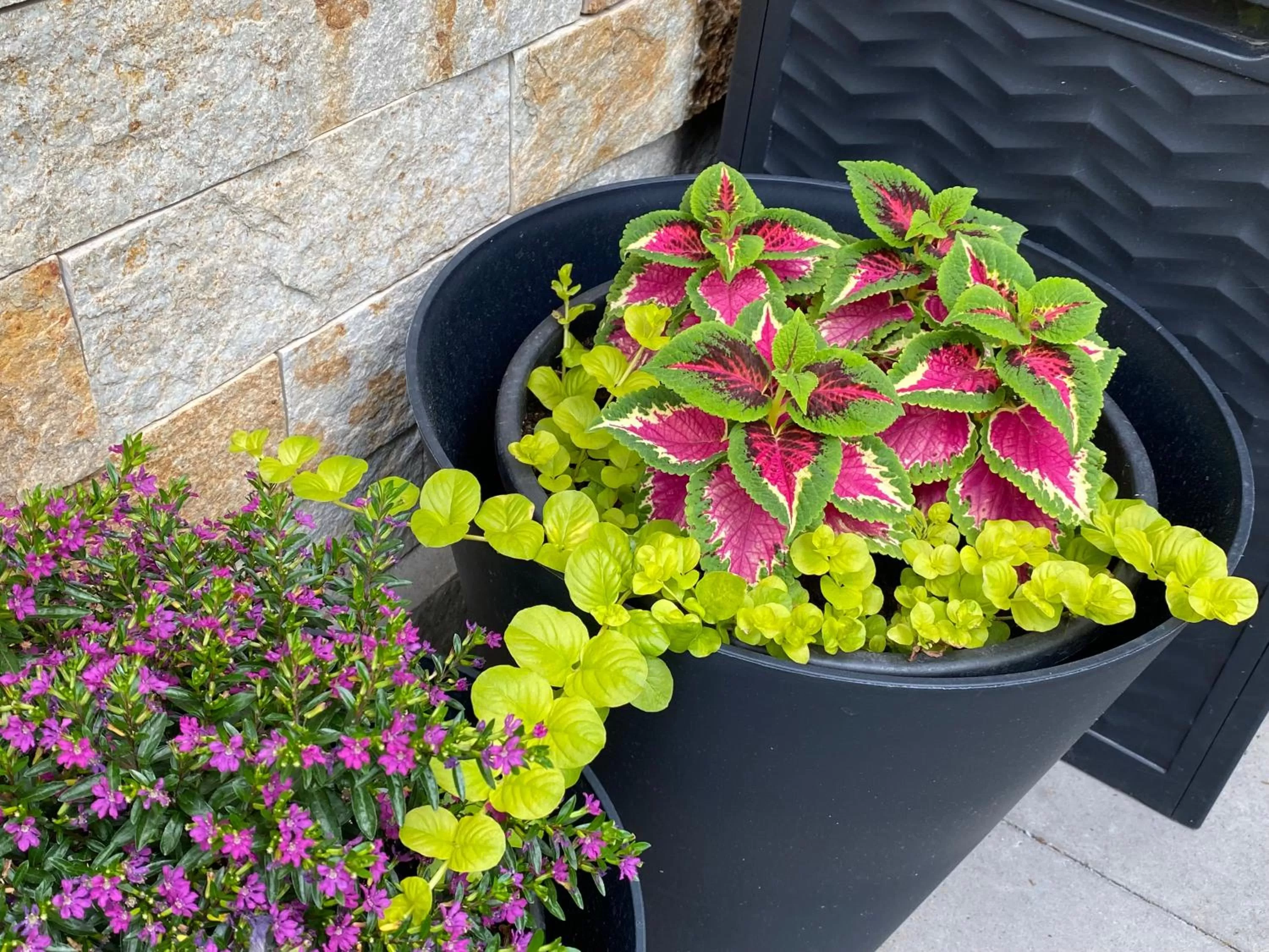 Garden in Margaréta Garden & SPA